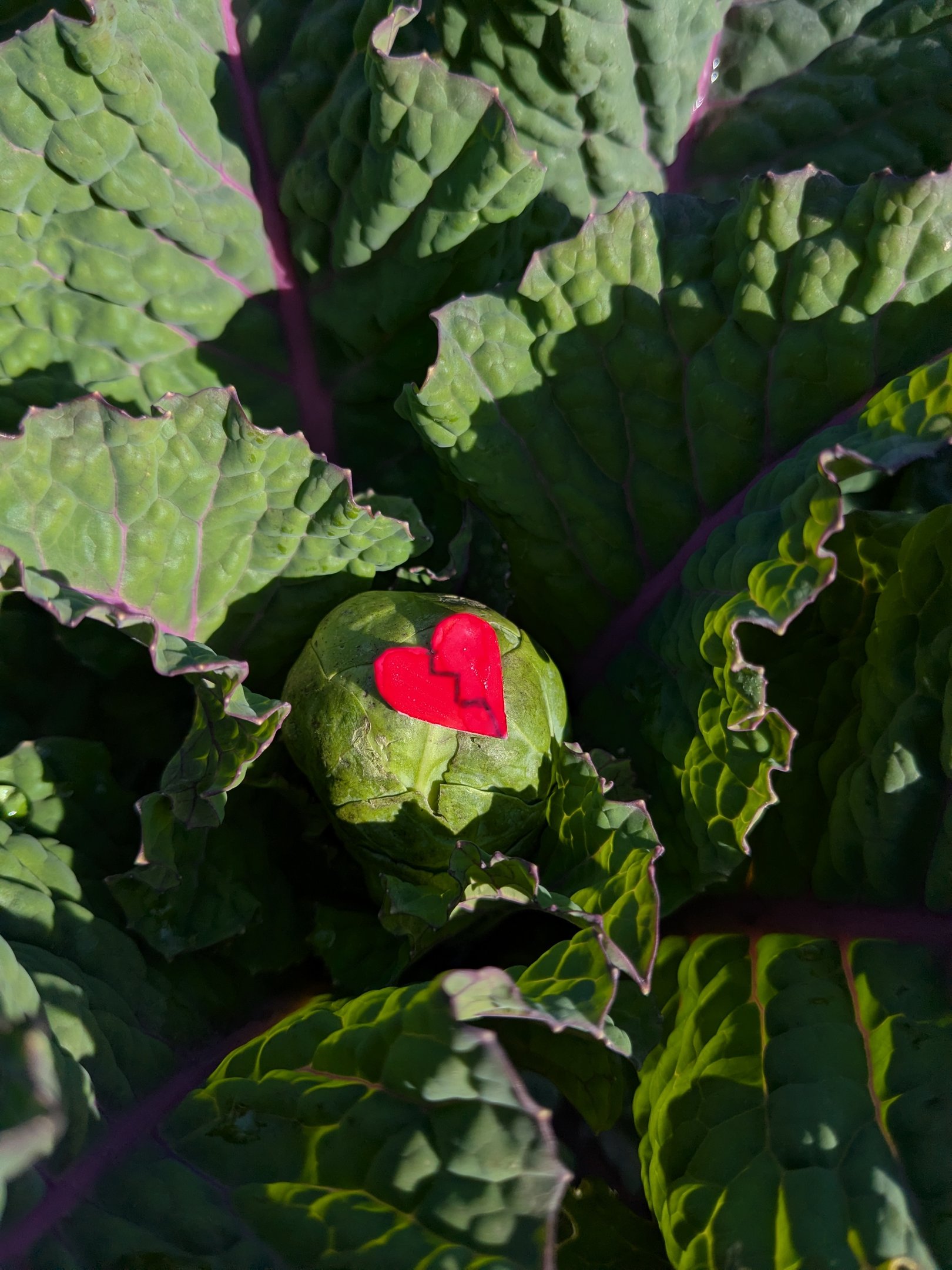 Embrace your inner Brussels Sprout - Art Exhibition