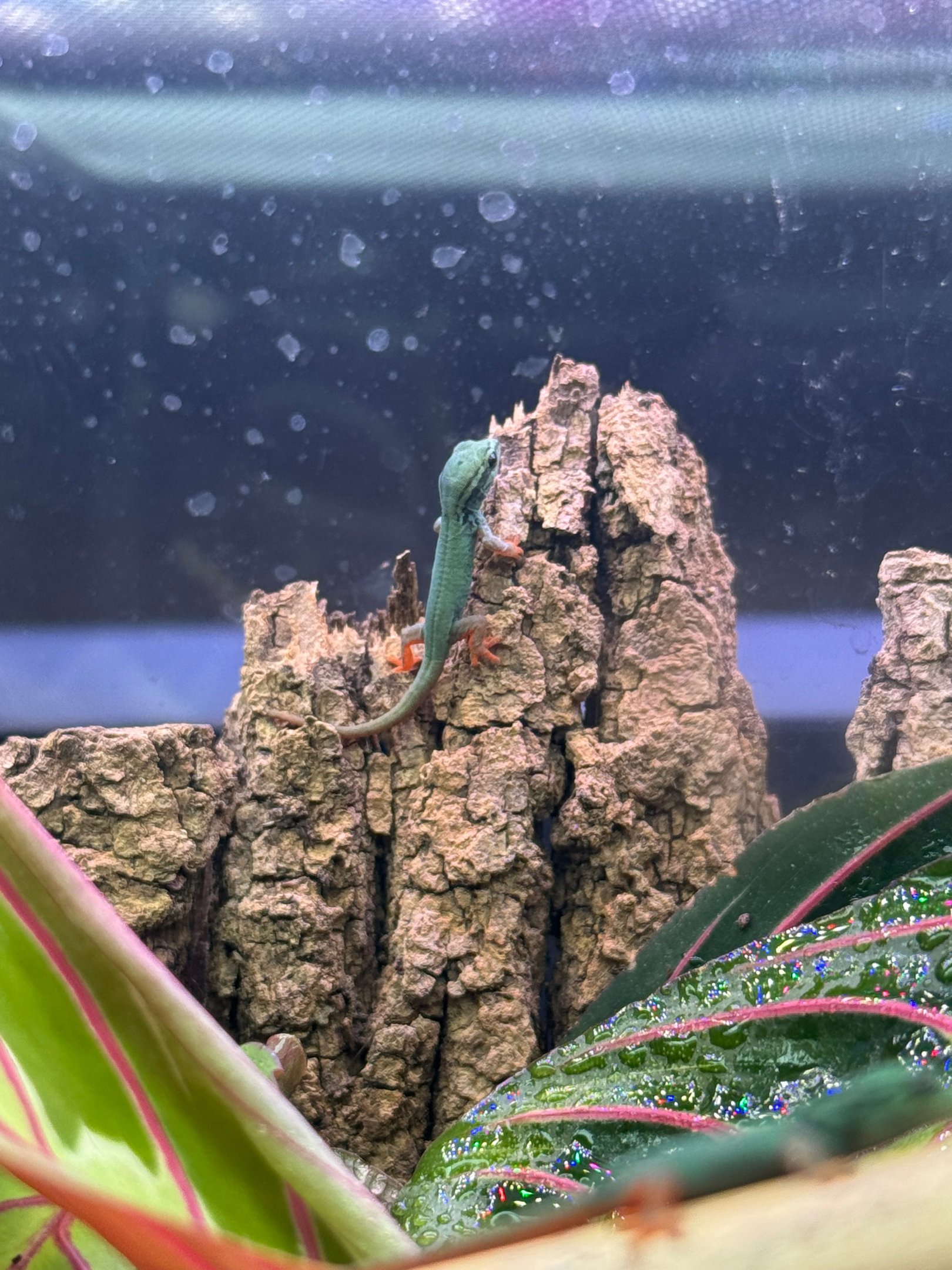 blue day gecko hatchling on cork bark
