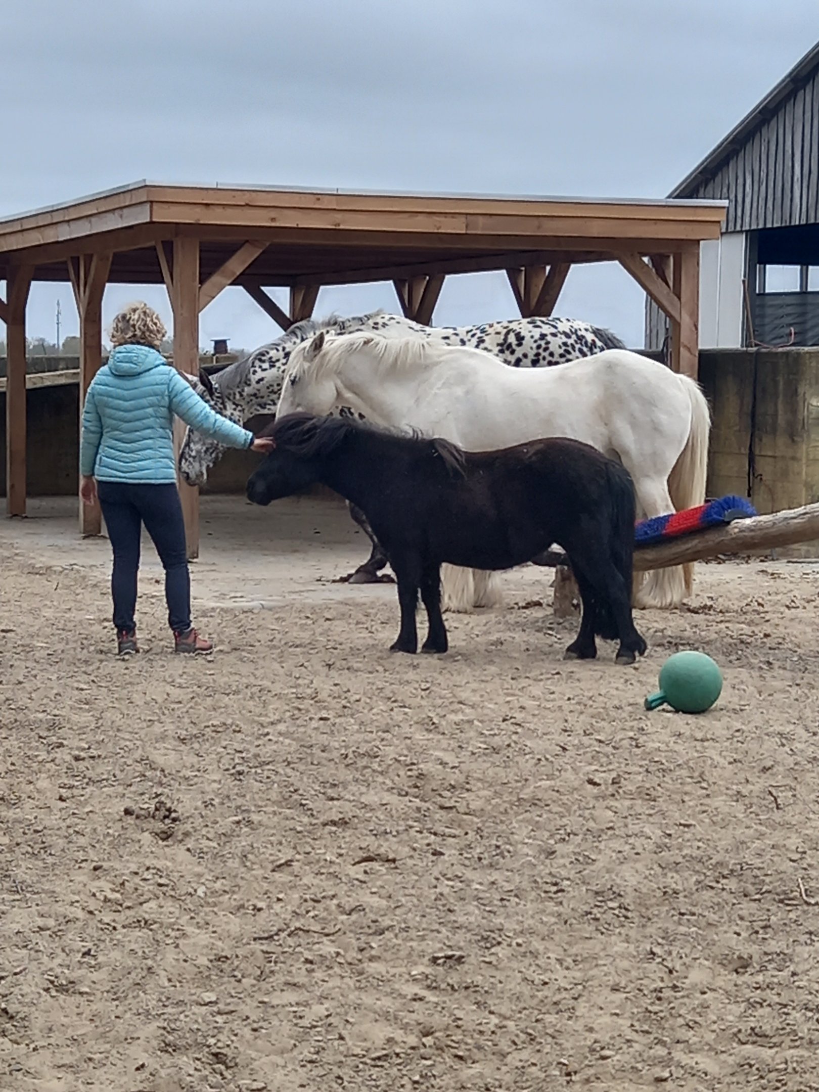 In de wei me Rachel van Wieren