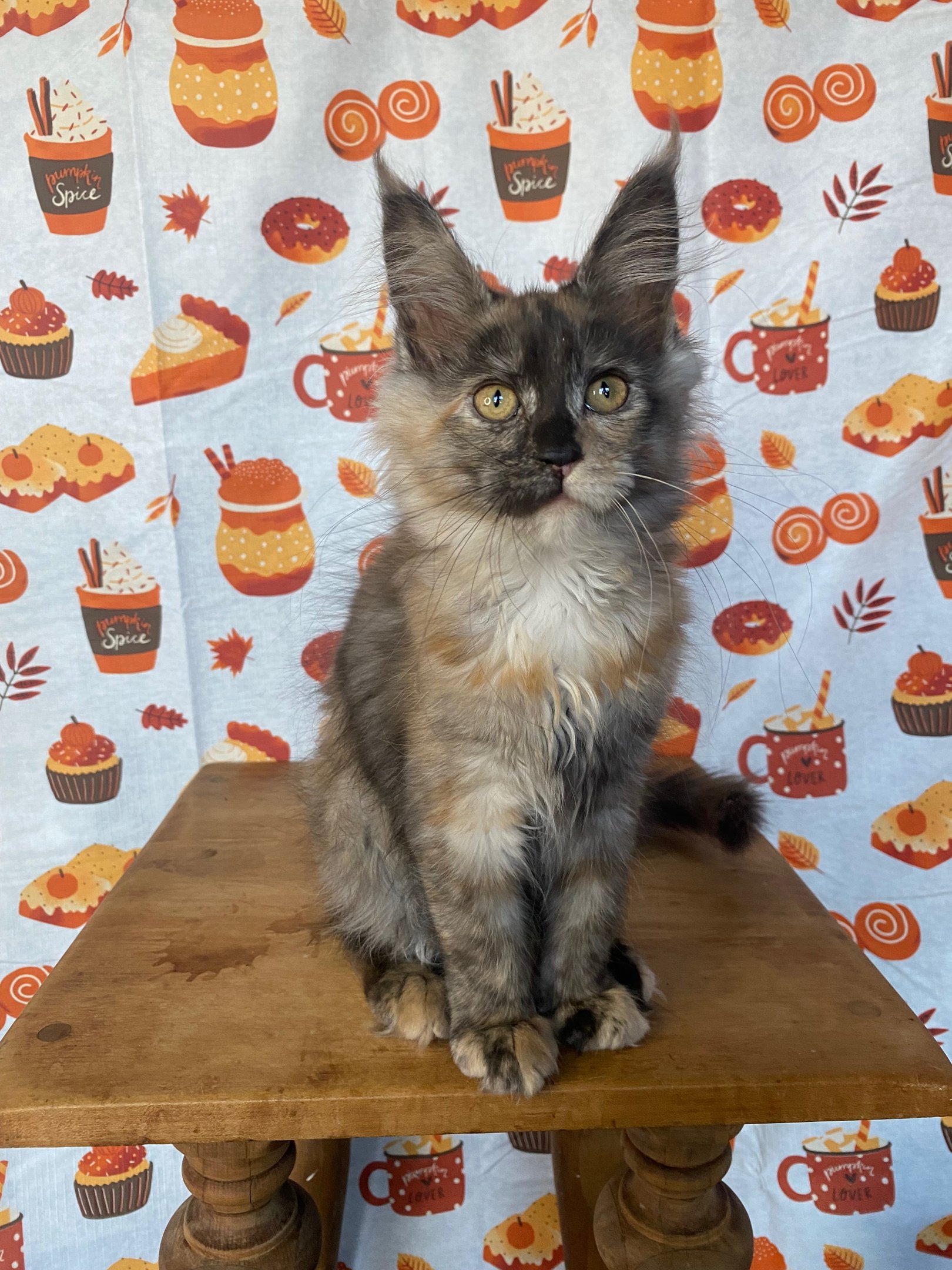 Maine Coon kitten for sale