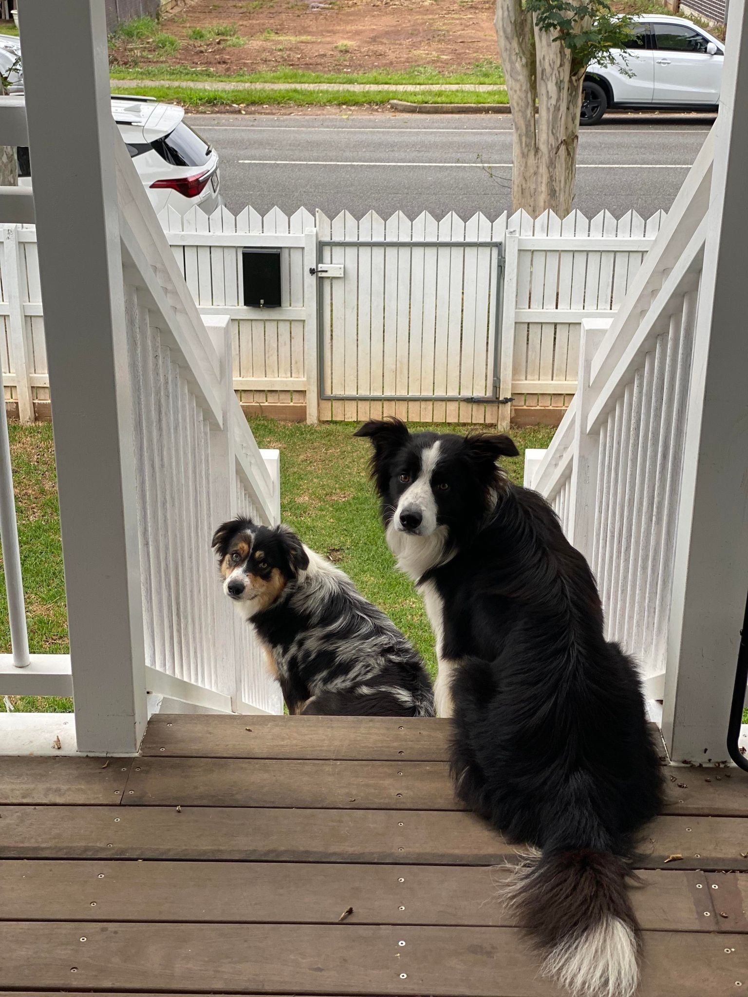 border collies in brisbane 
