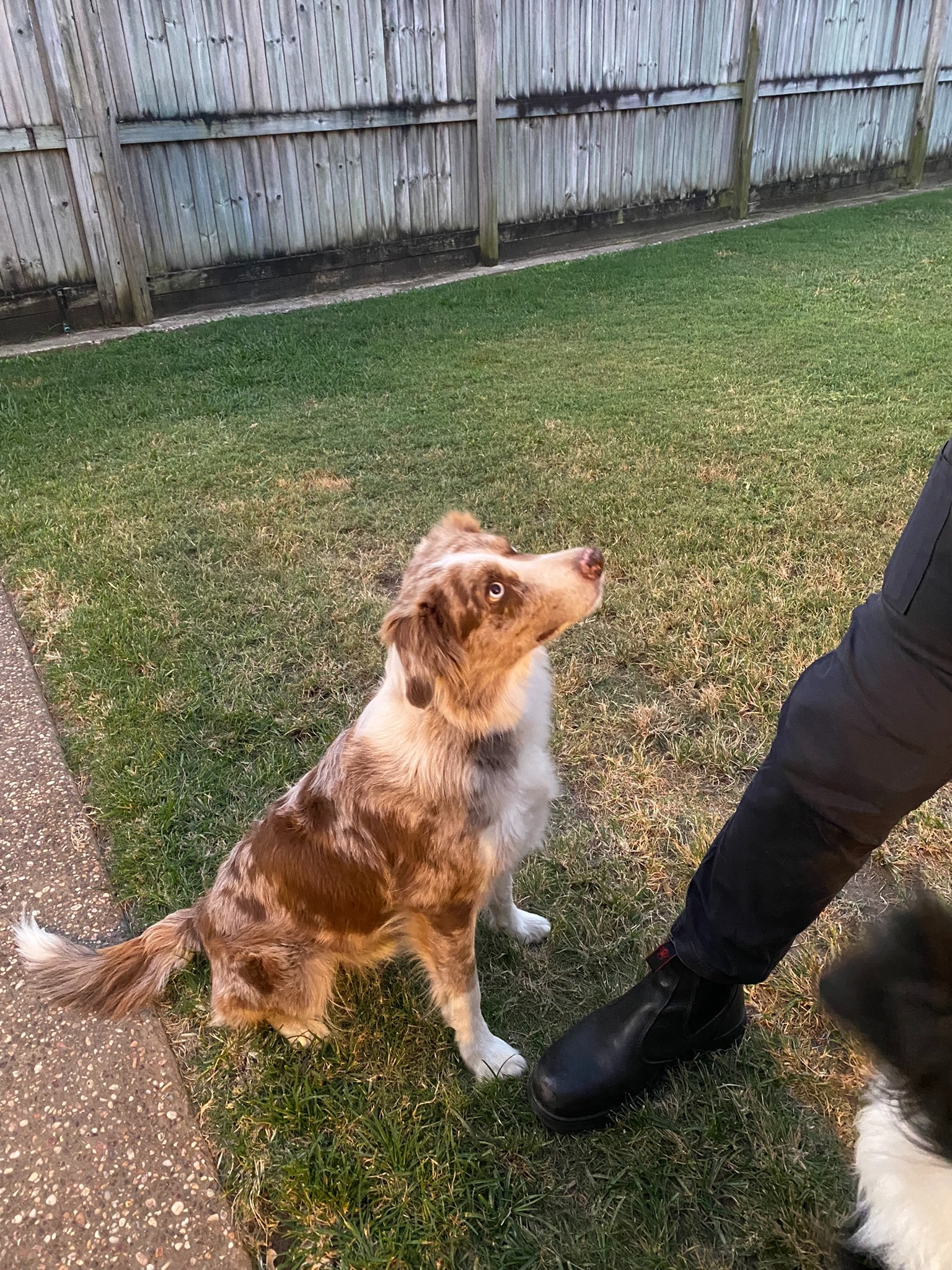 doggy love to owner 