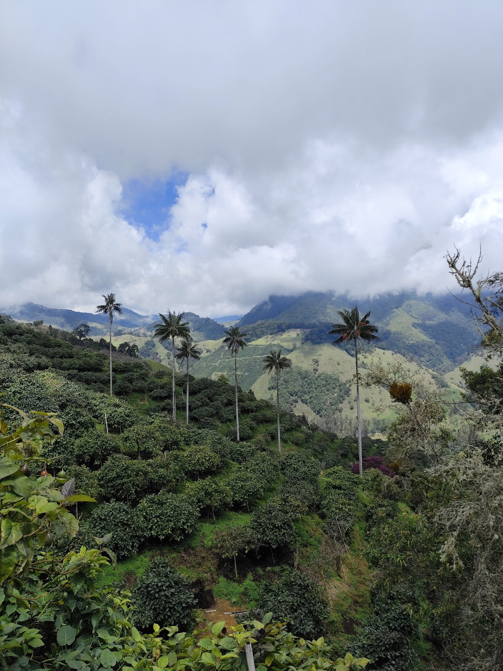 Sendero entre palmas de cera en la Ruta Loros Orejiamarillo