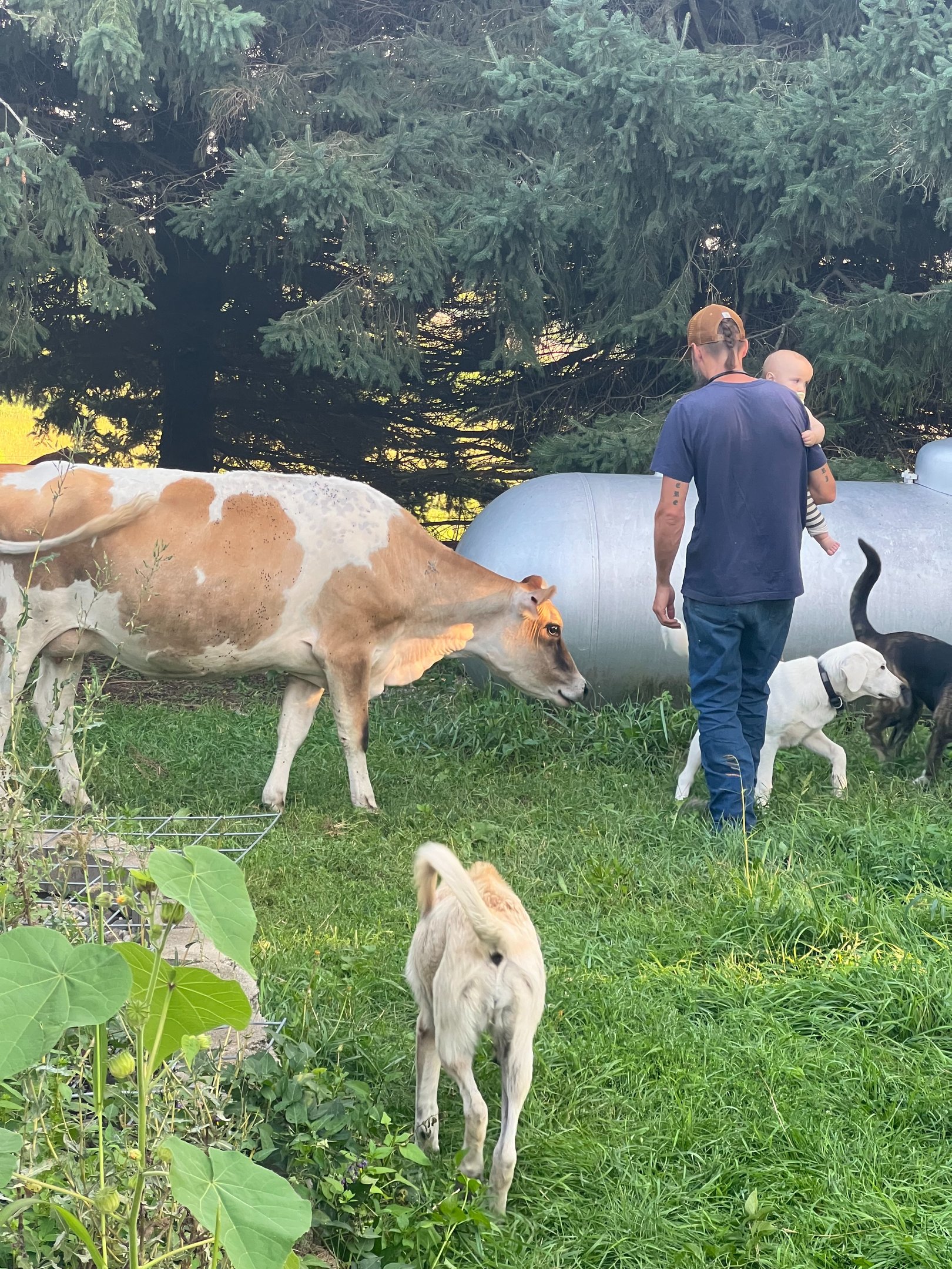 a man holding a baby, walking with a dog a painted Jersey and dogs