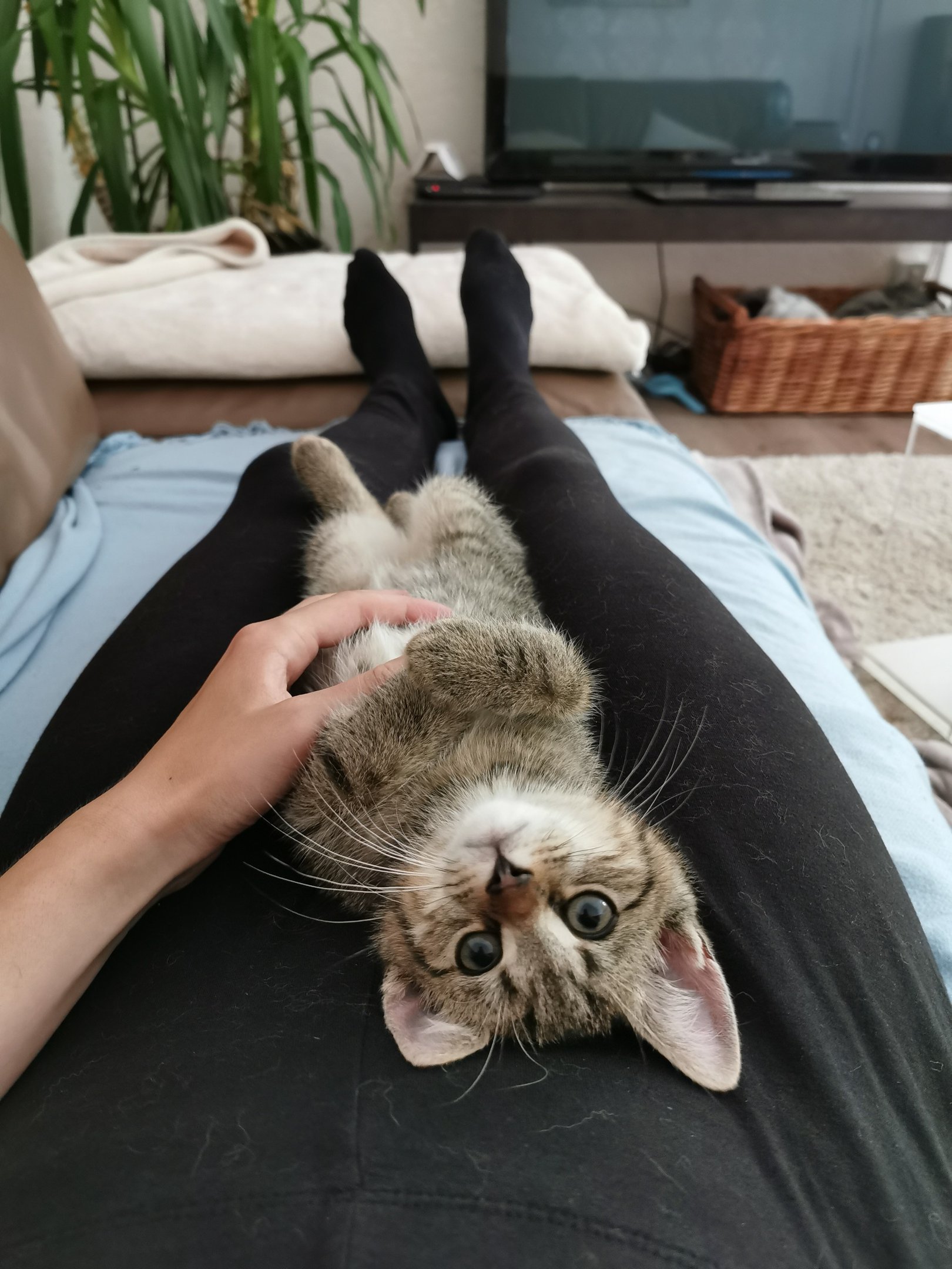 Bild von Deku (Katze)