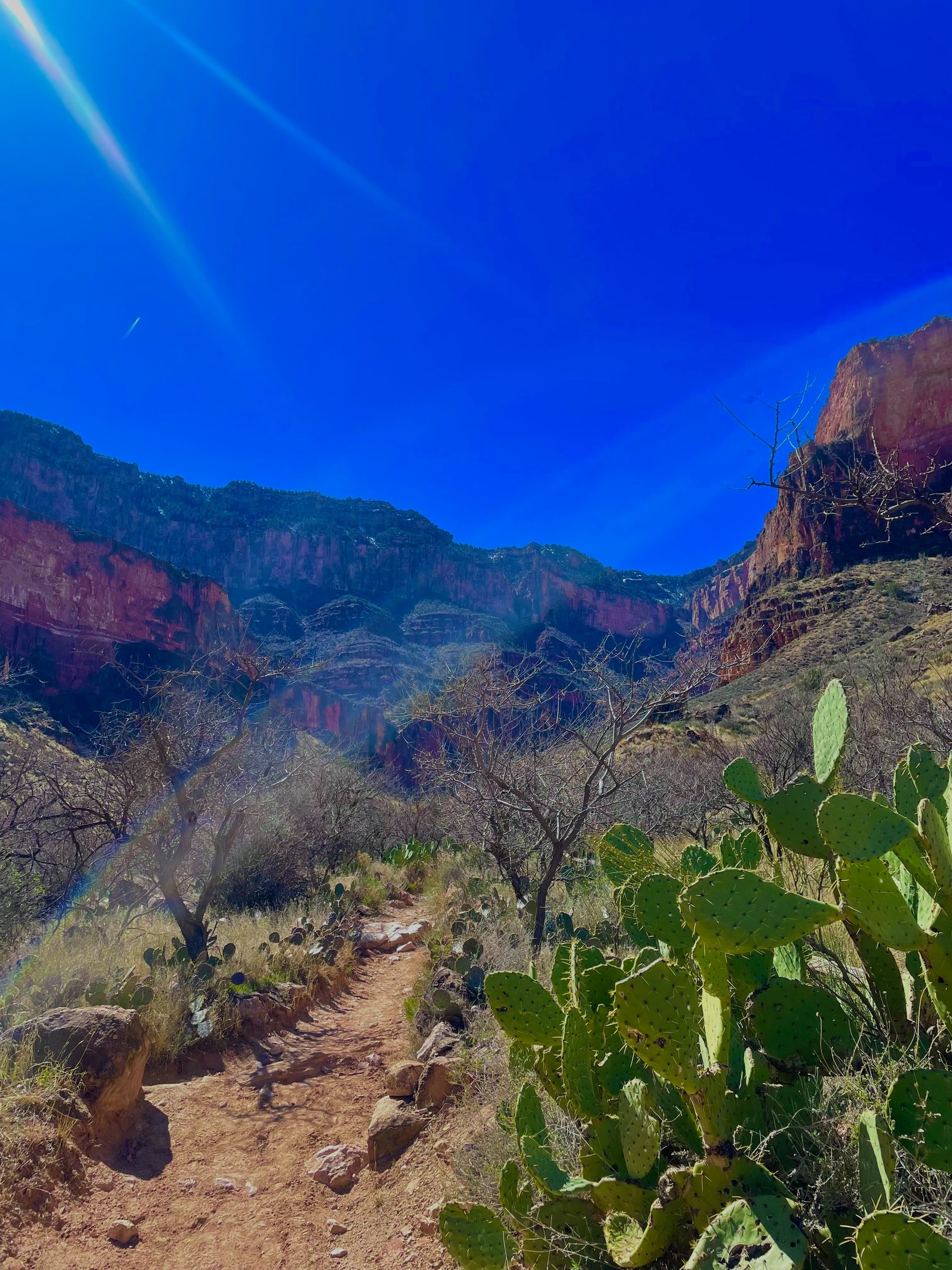 Grand Canyon hiking trail featuring prickly pear cactus and red rock formations under a bright blue sky.