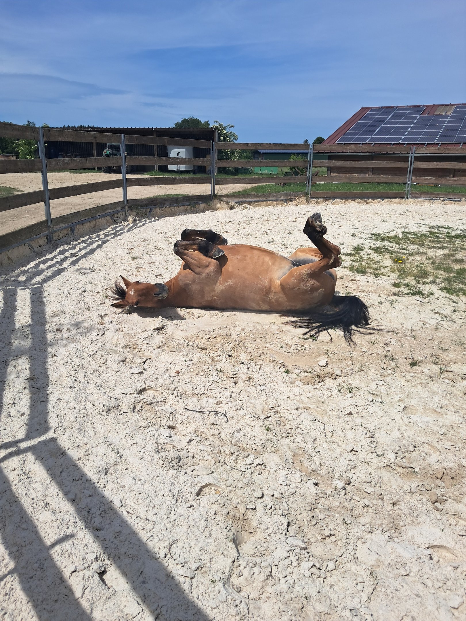 Médiation équine : Un moment de détente rien que pour soi