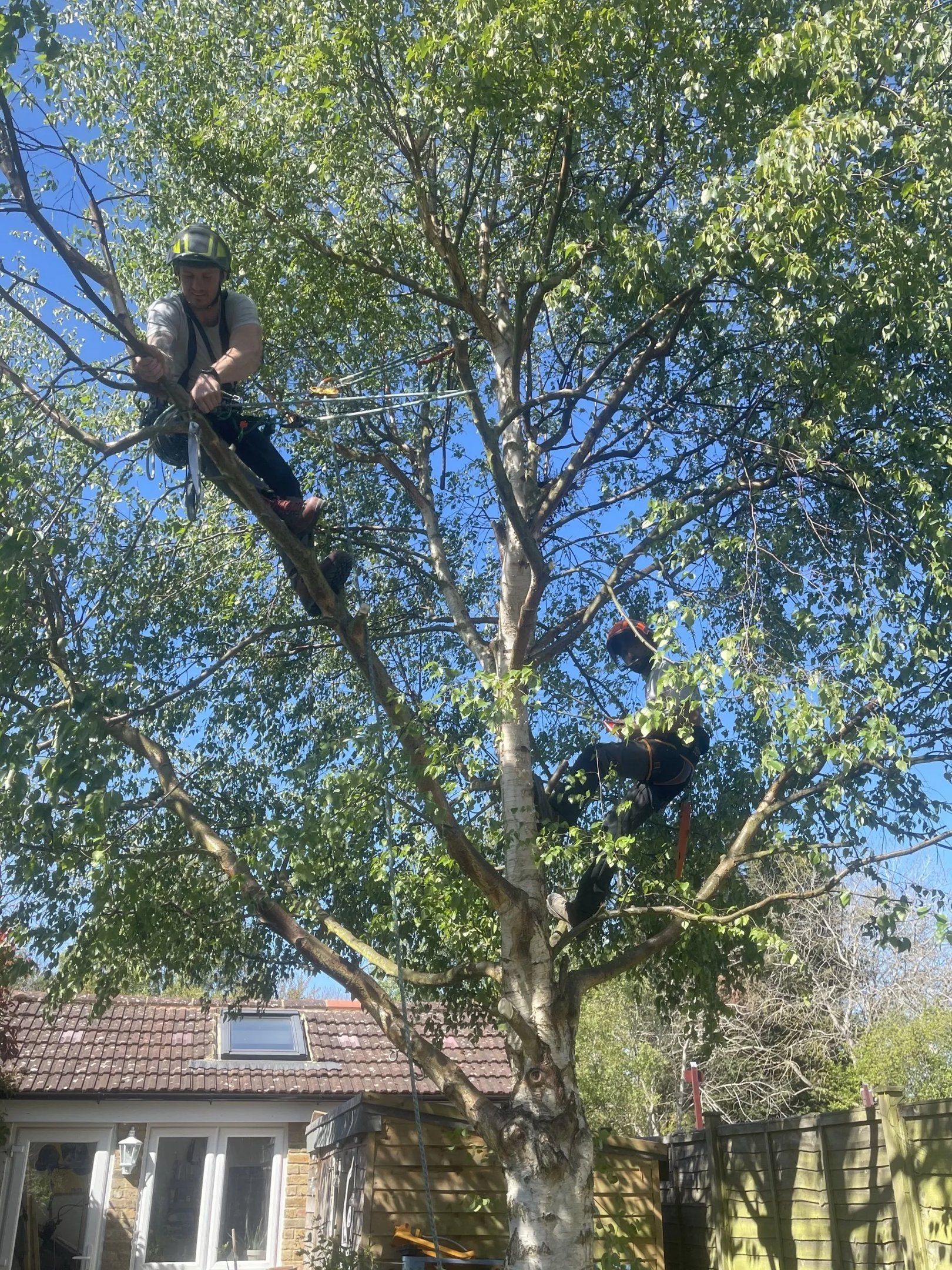 tree cut services at work