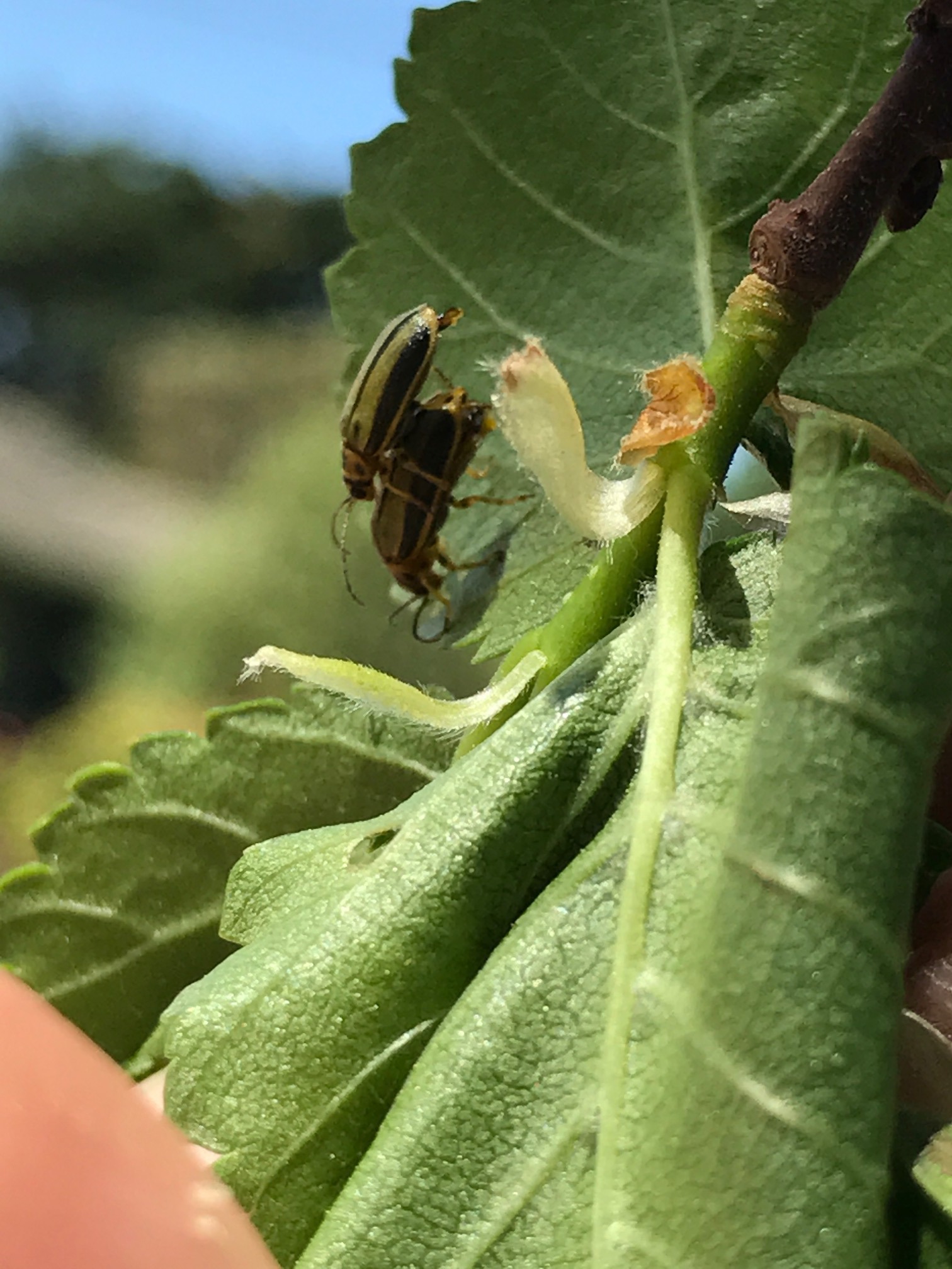 beetles bonking