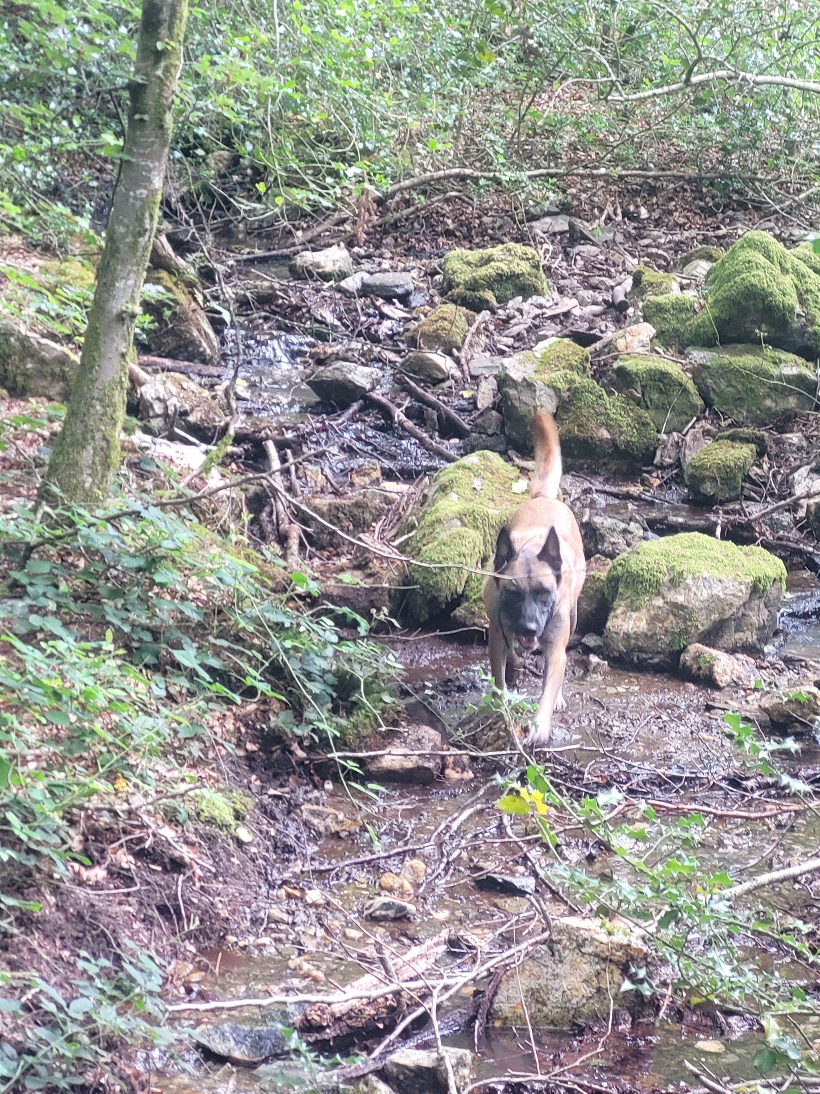La Maison de Germain accueille les petits toutou