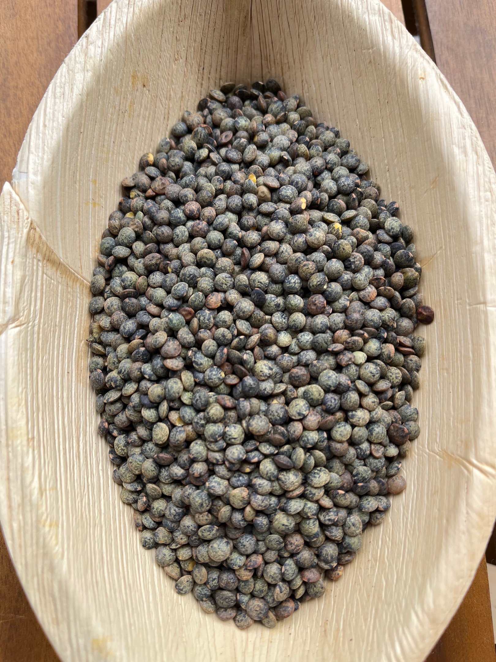 Graines de lentilles vertes. Crédit photo : Terres&Graines