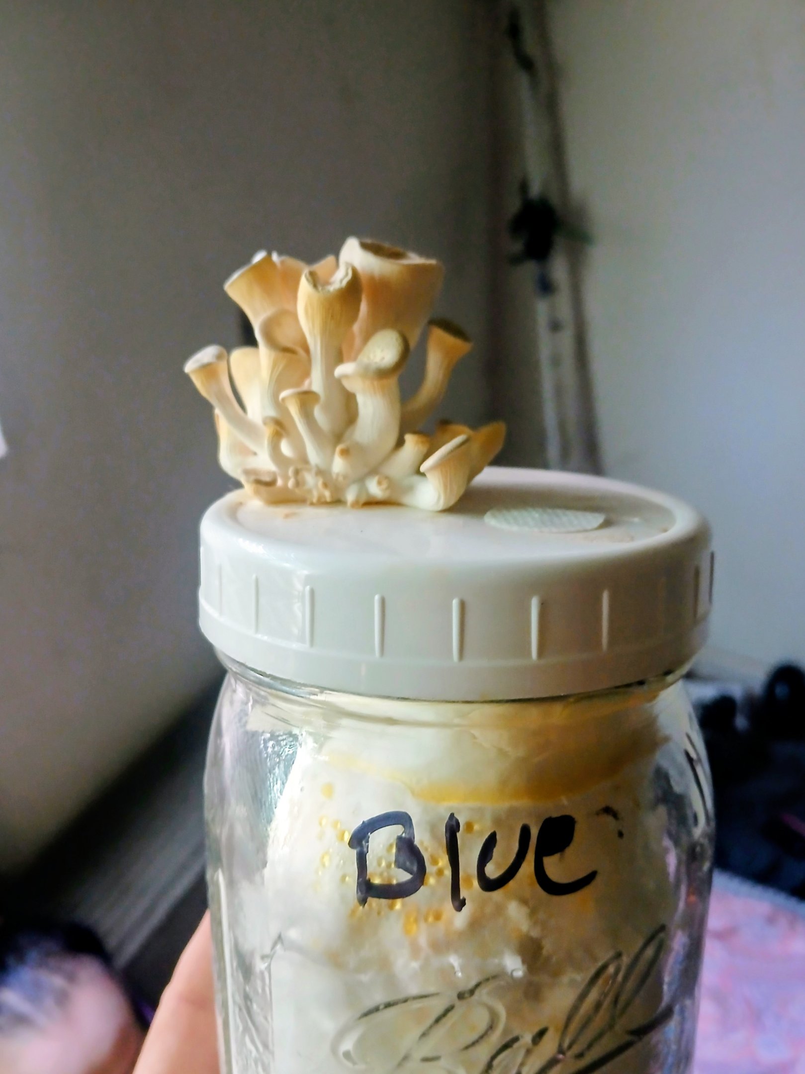 blue oyster fruiting out the top of a grain jar