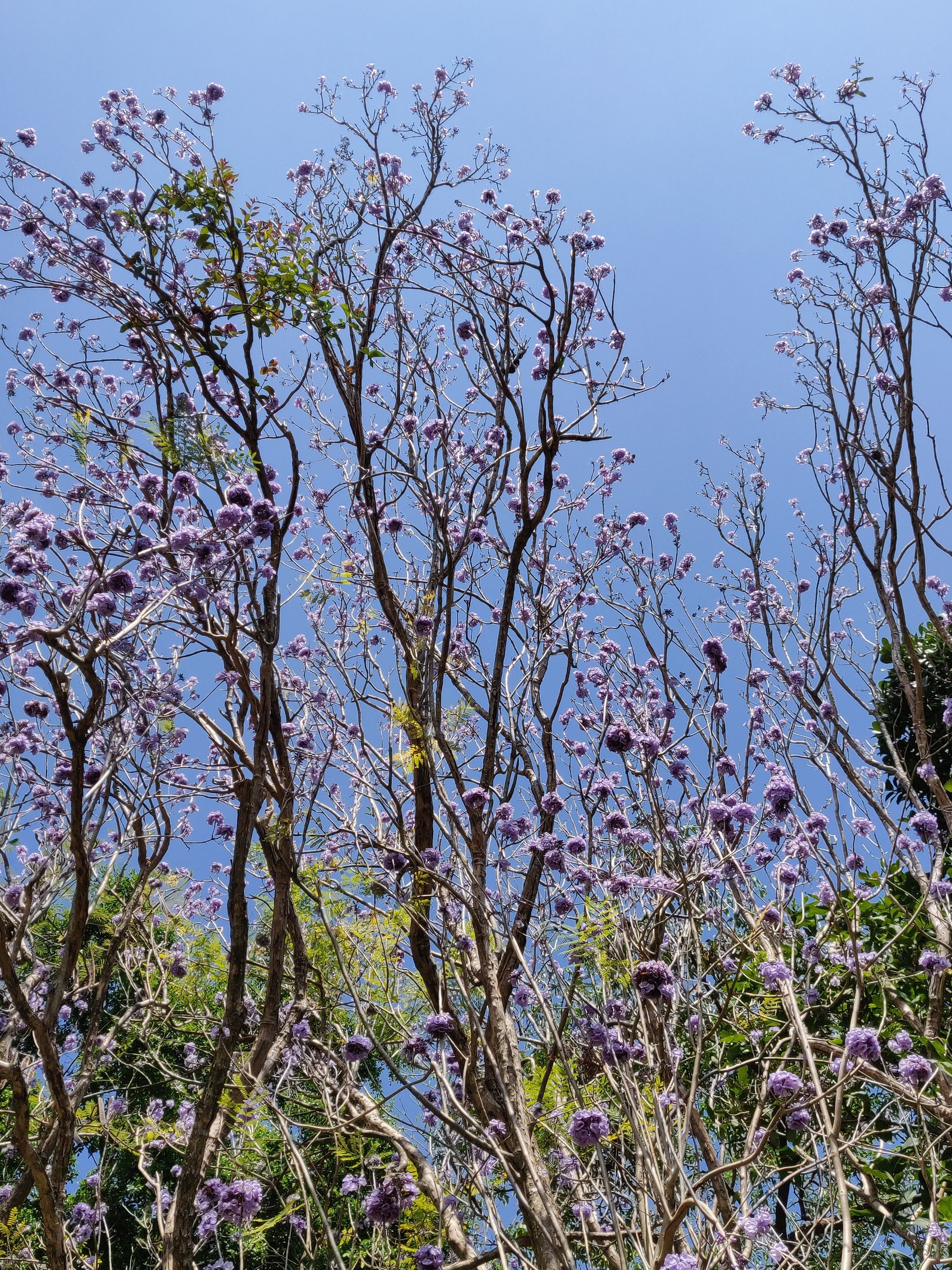 Jacaranda