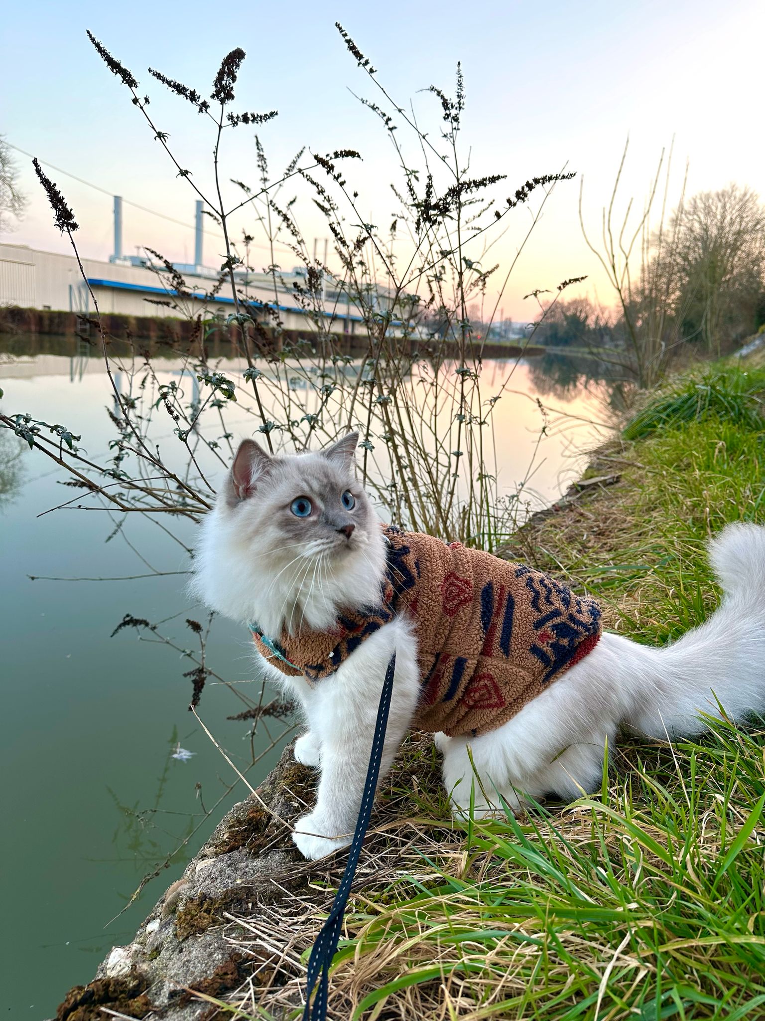 Yuko des Dolls de Mitilo