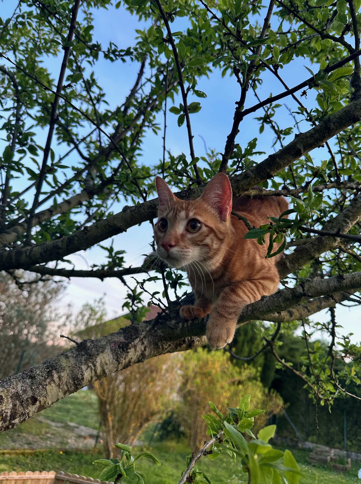 pourquoi loki et compagnie communication animale