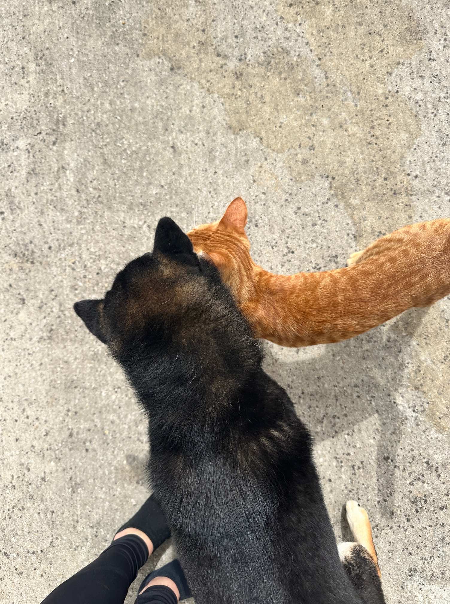 loki et compagnie accueil communication animale dijon, côte d'or, is sur tille