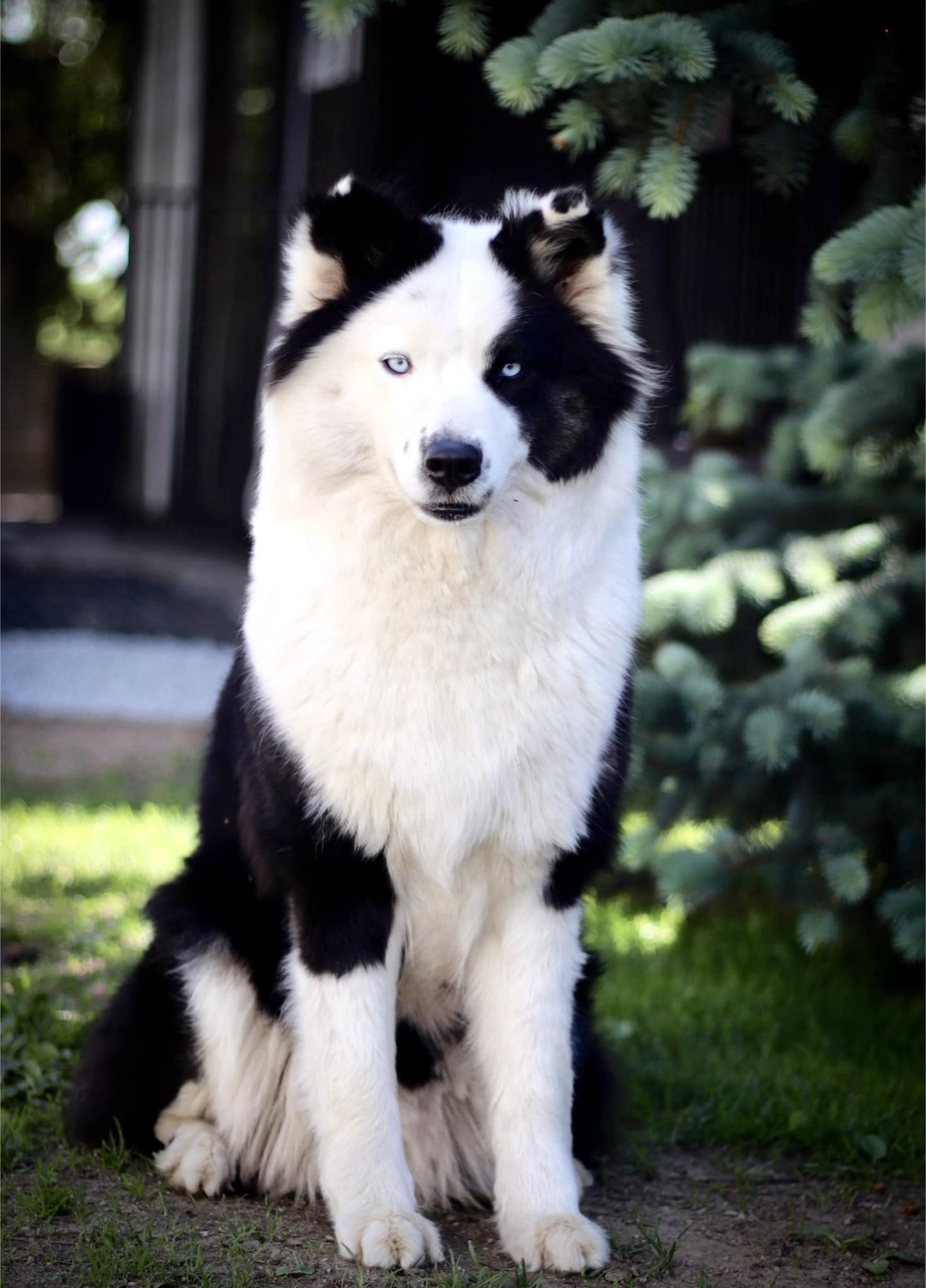 Yakutian laika breeders