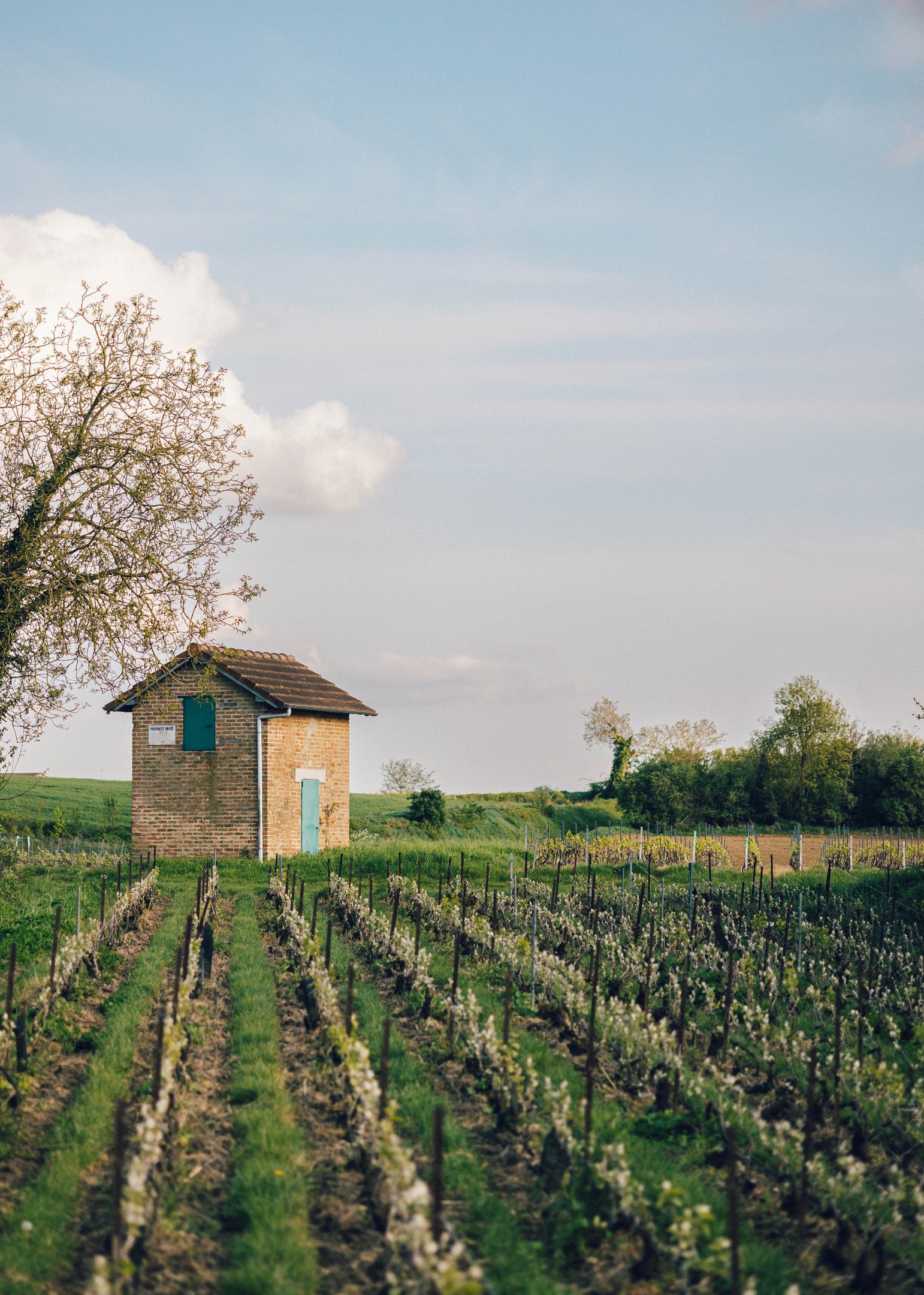 Paysage Vignes Merfy, Marne