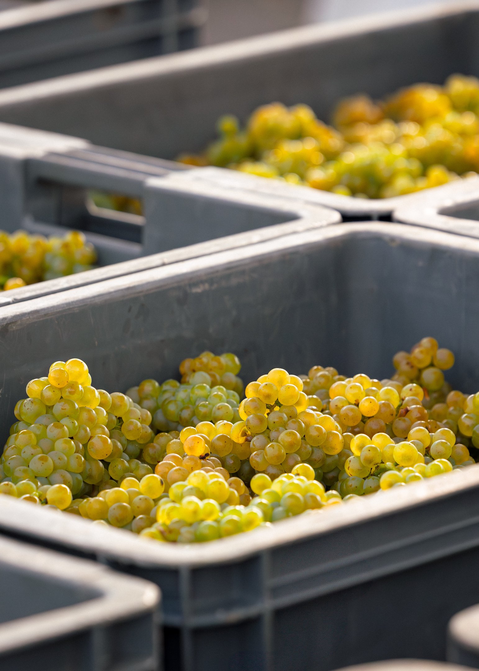 Raisin Champenois, Chardonnay 