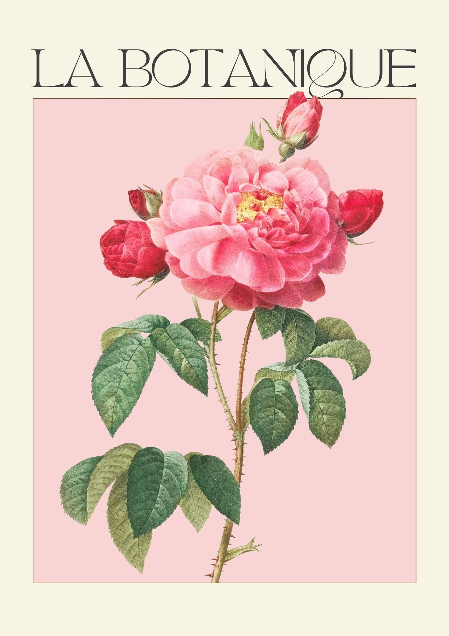 a pink rose with a pink background and a pink rose
