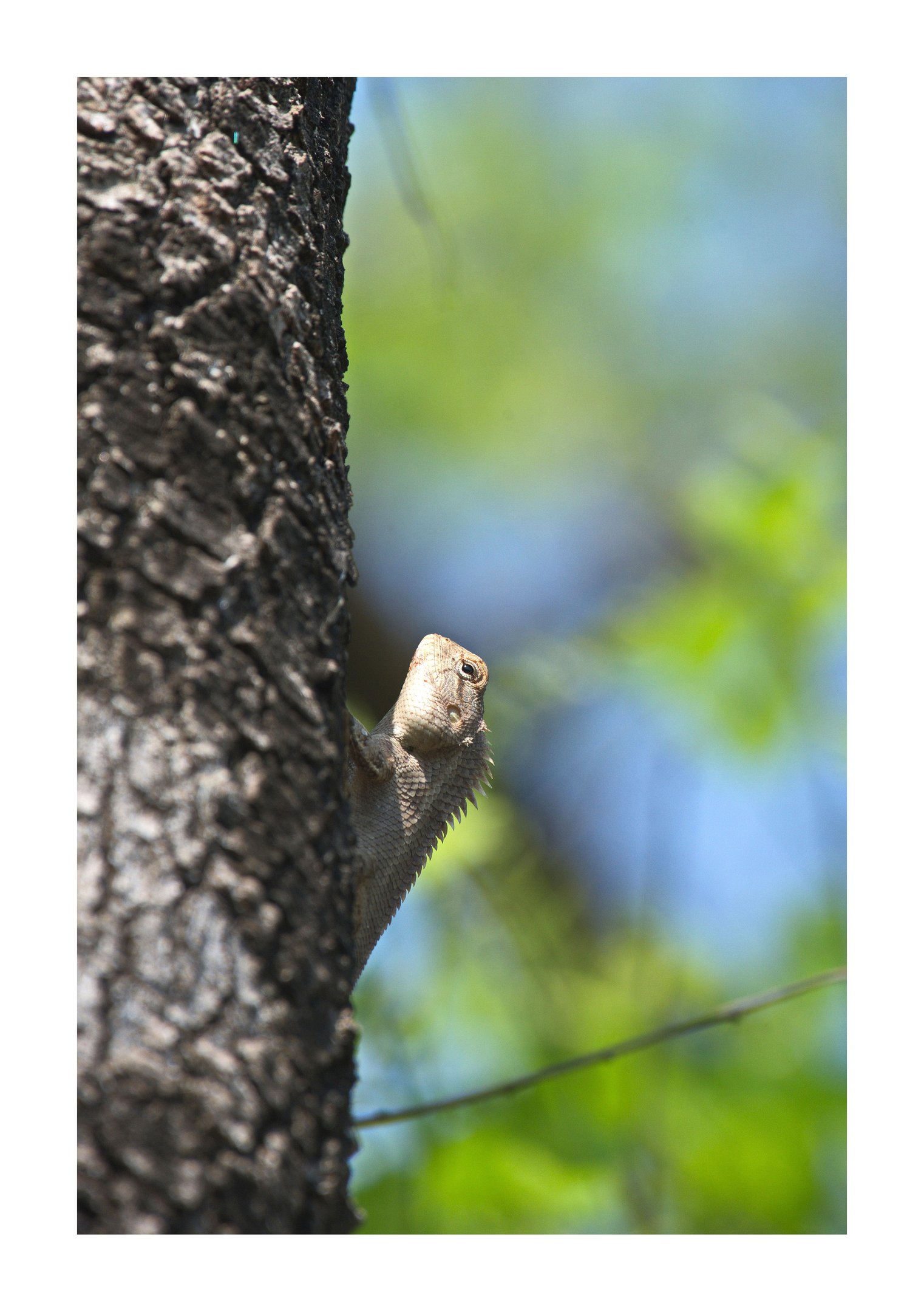 monitor lezard in Bardiya