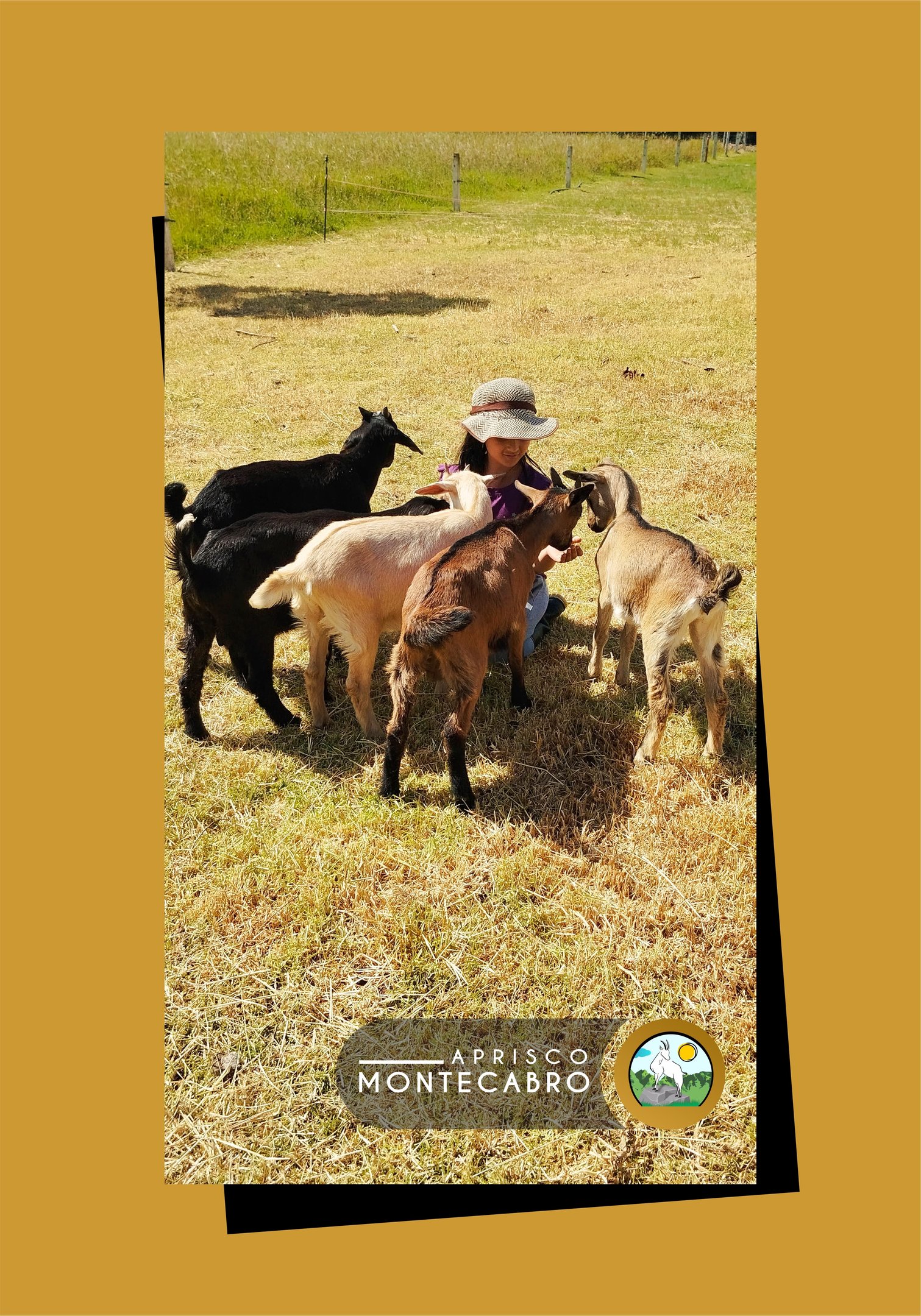 girl enjoying with playful goats