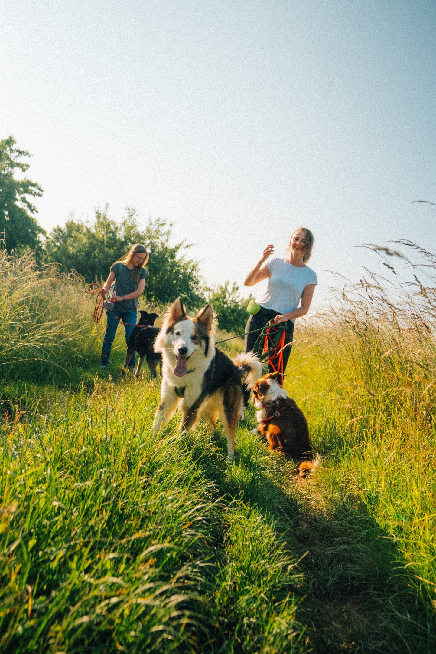 Tabea und Toni mit drei Hunden – Trainingsspaziergang in der Natur mit persönlicher Begleitung