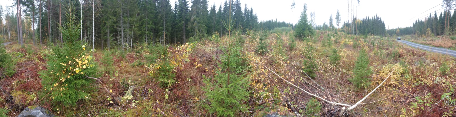 metsänhoitotyöt leppävirta