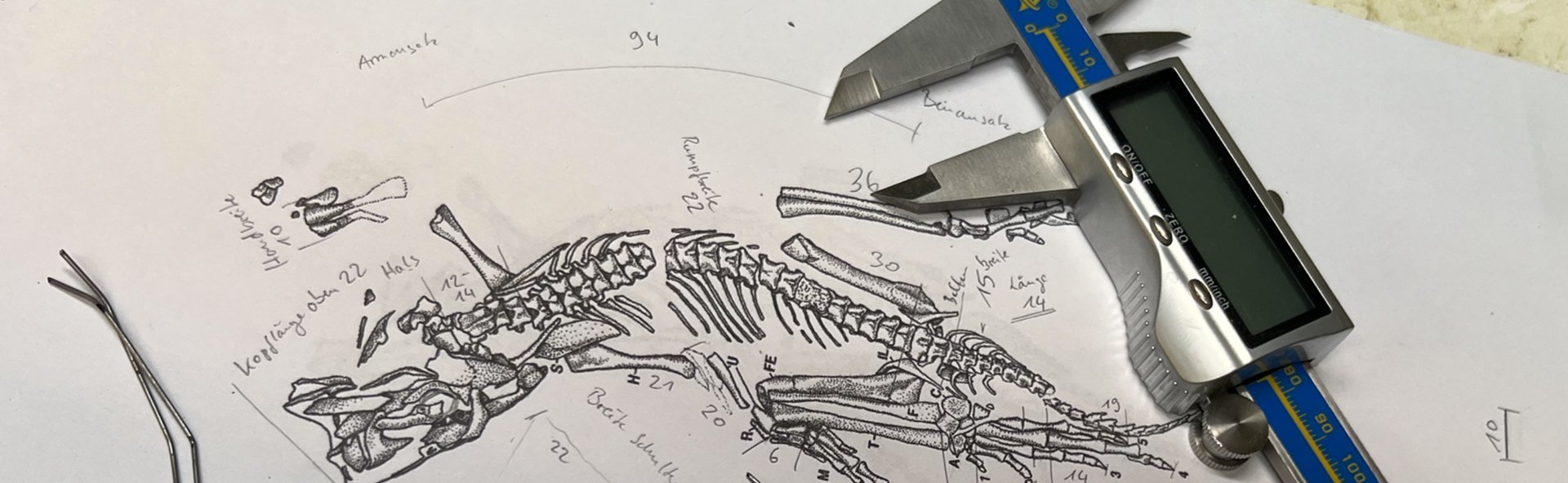 eudibamus skelett zeicnung wird vermessen