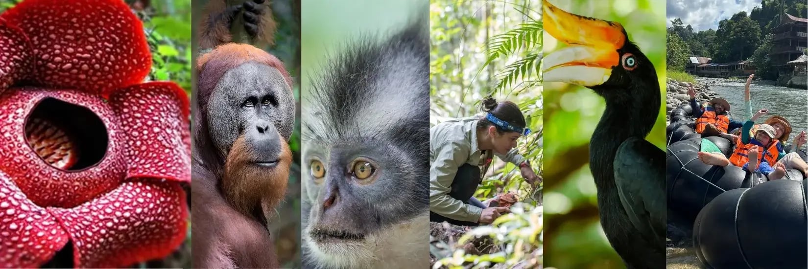 Wildlife of Gunung Leuser National Park