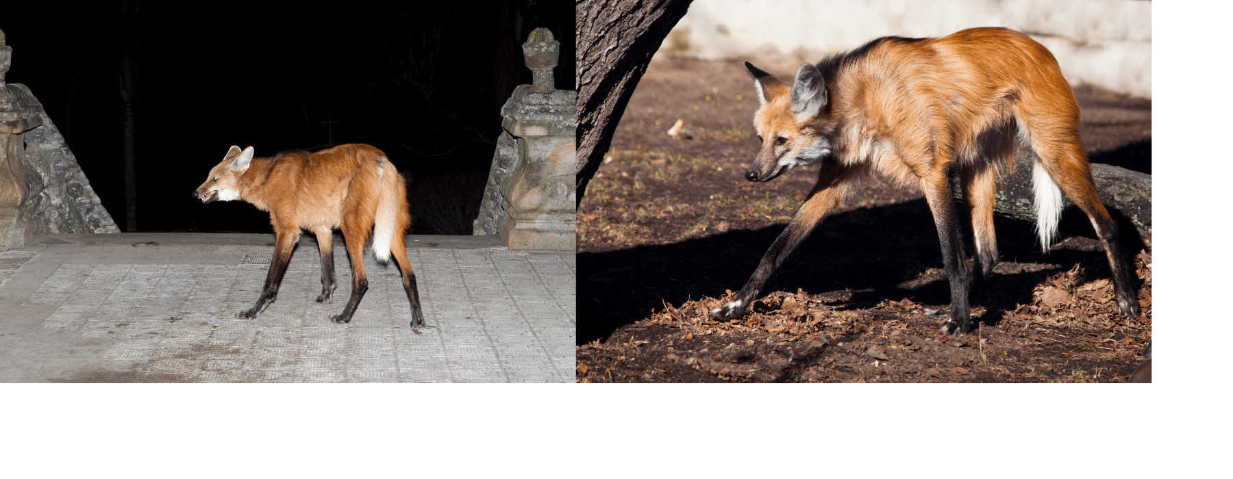 The Maned Wolf: Terrifying Yet Sweet?
