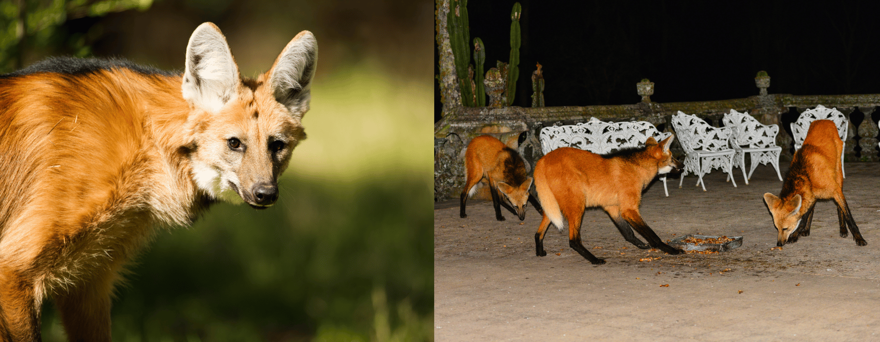 Maned Wolves Not as Scary as They Seem