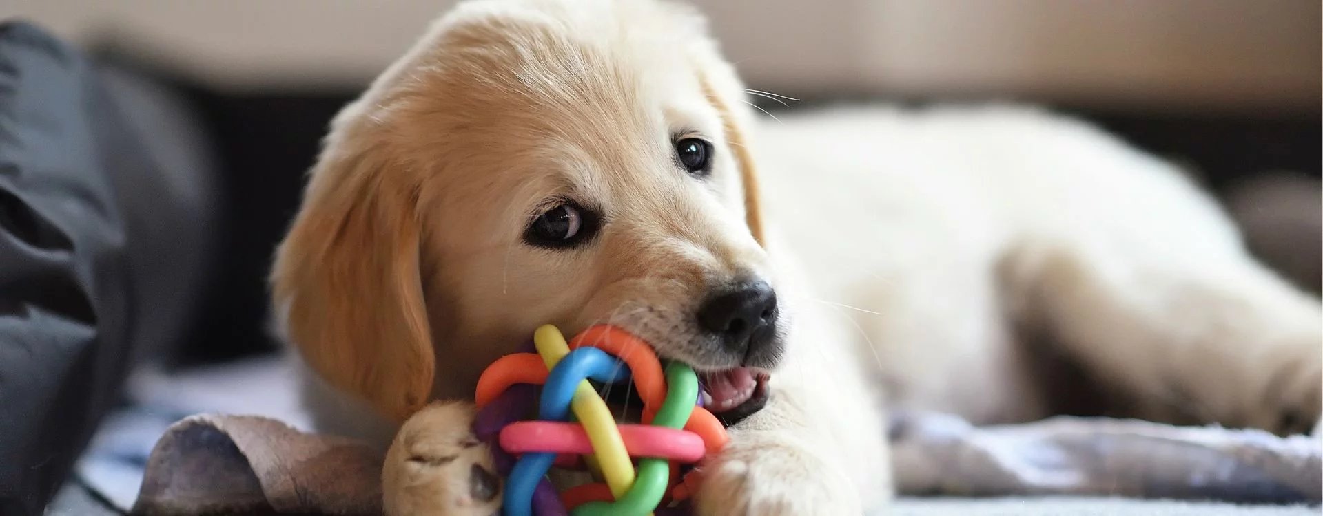 préparer l'arrivé d'un chiot avec un éducateur canin à Bayonne, anglet ou Biarritz