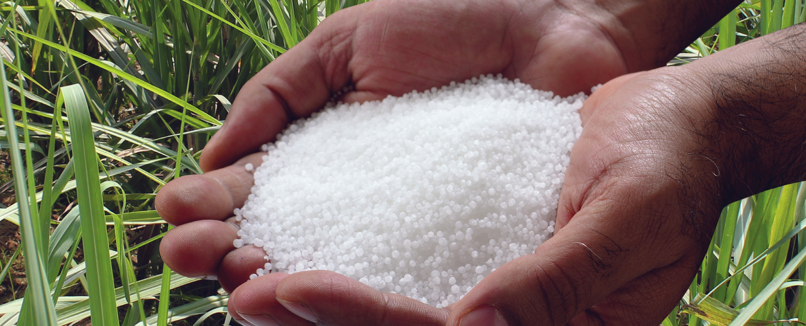 Urea MOP DAP NPK fertilizers for wholesale export market