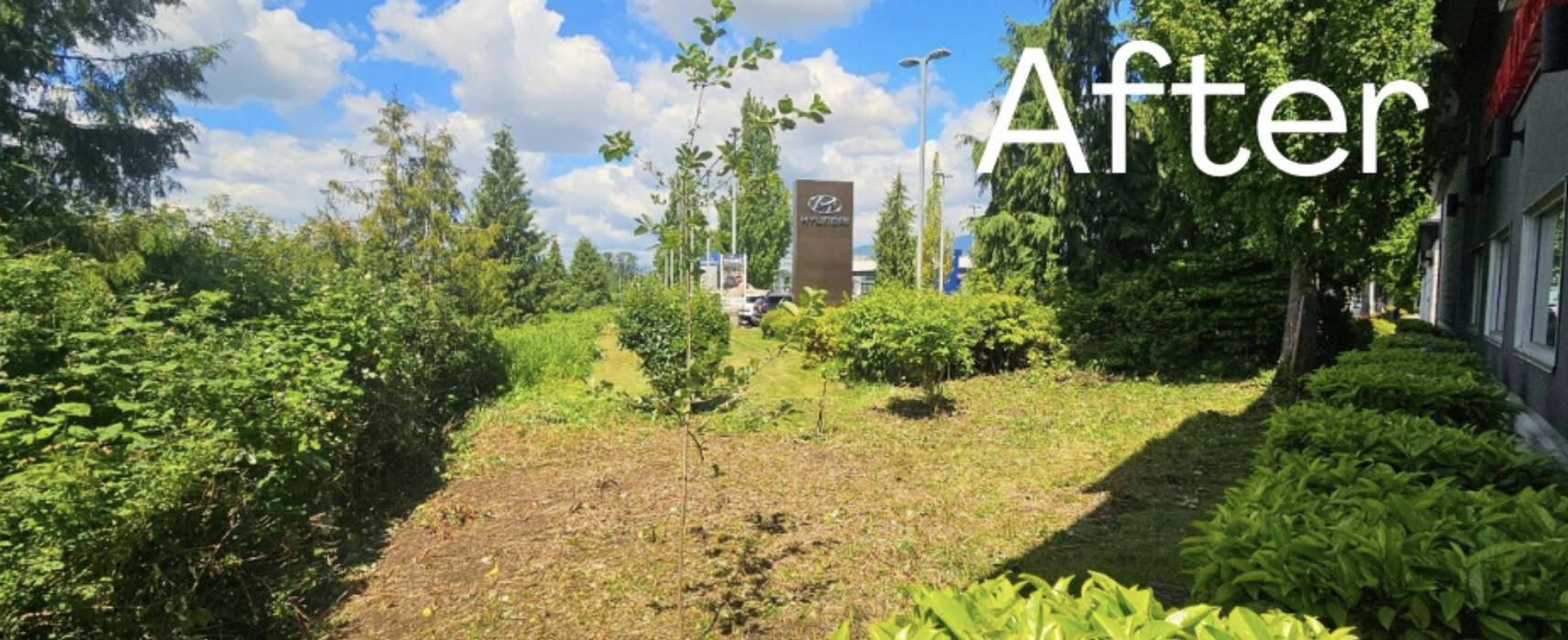 Root removal of blackberry bushes