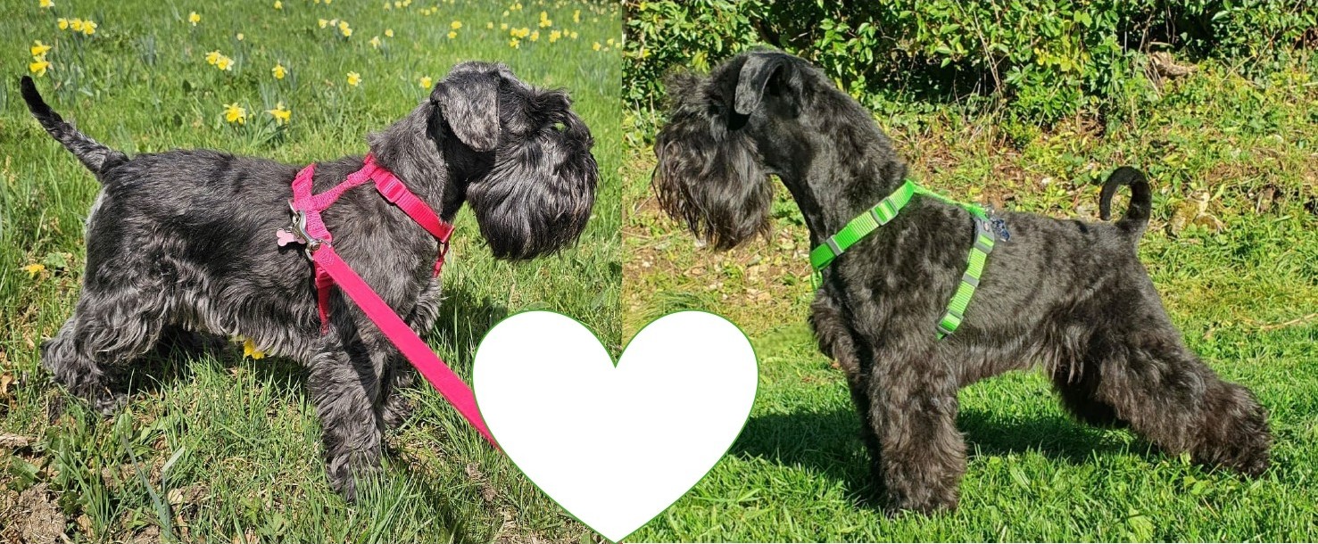 Reproducteurs Schnauzers miniatures