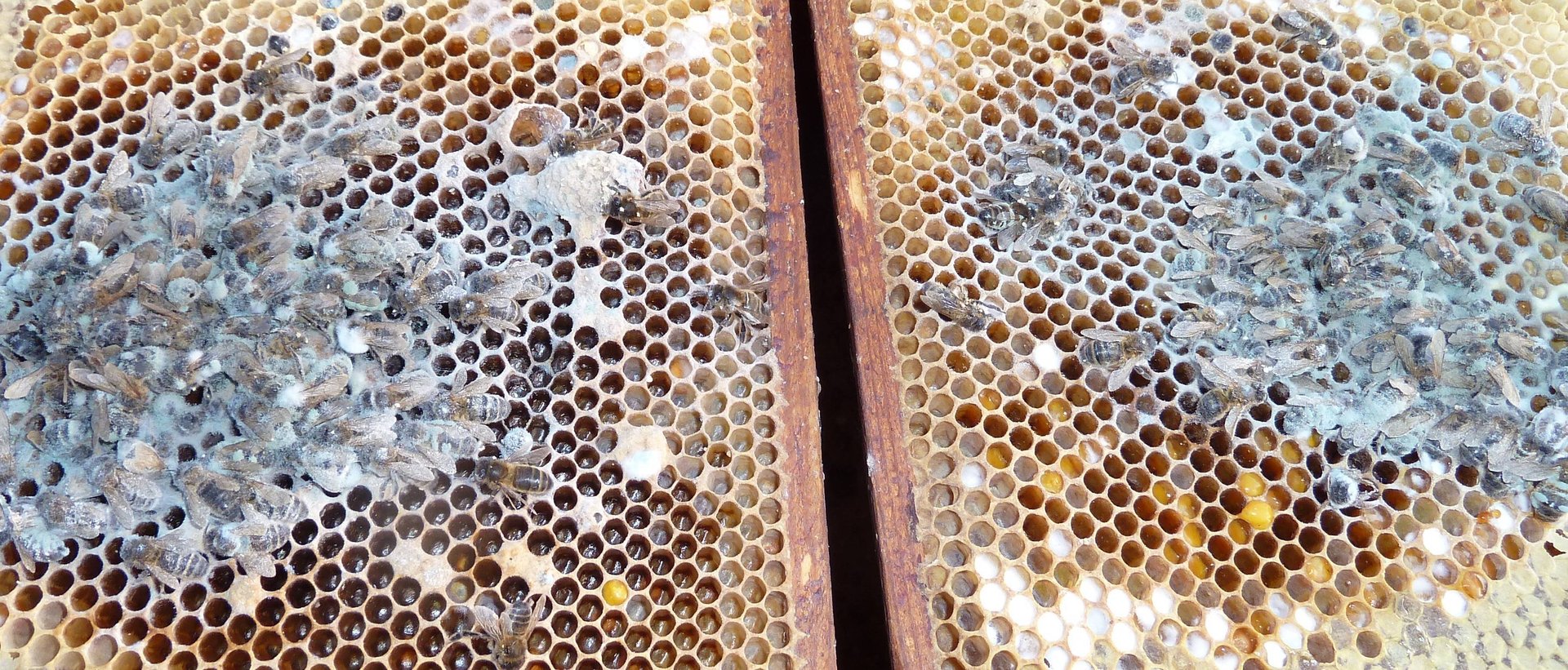 BeePolis. A frame with mold. A dead bee. The bee is frozen
