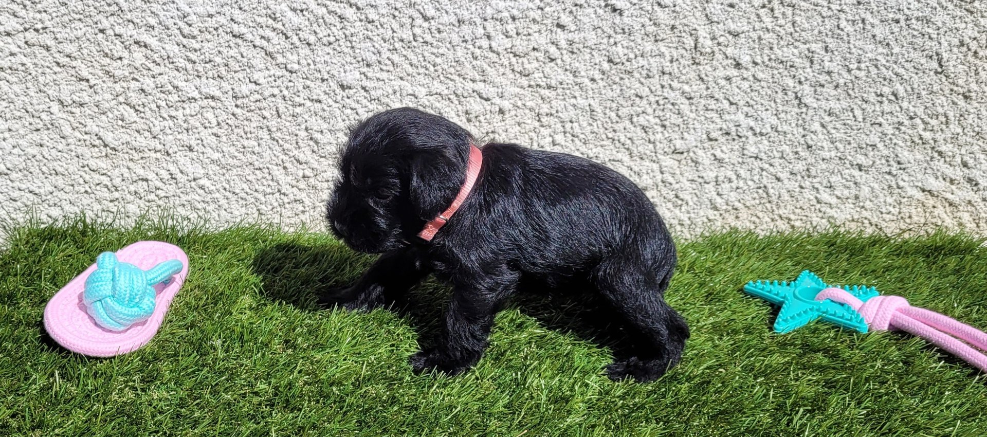 U - Gigi des Diamants Noirs d'Also