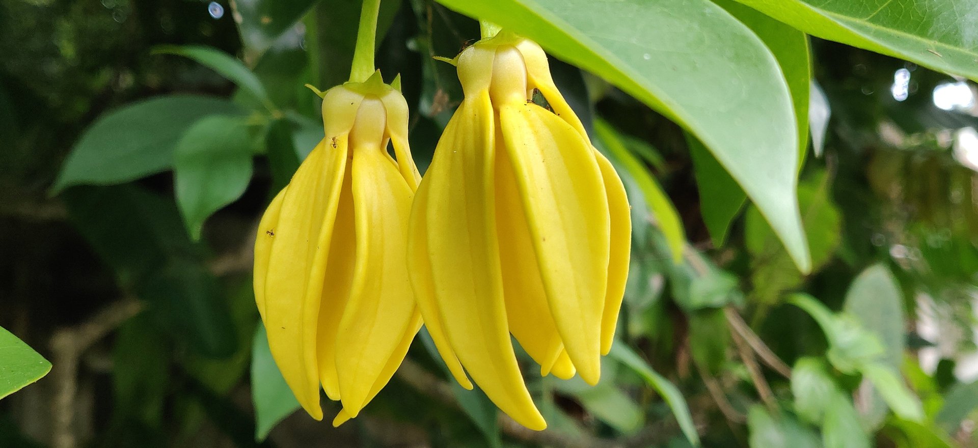 Climbing Ylang-Ylang
