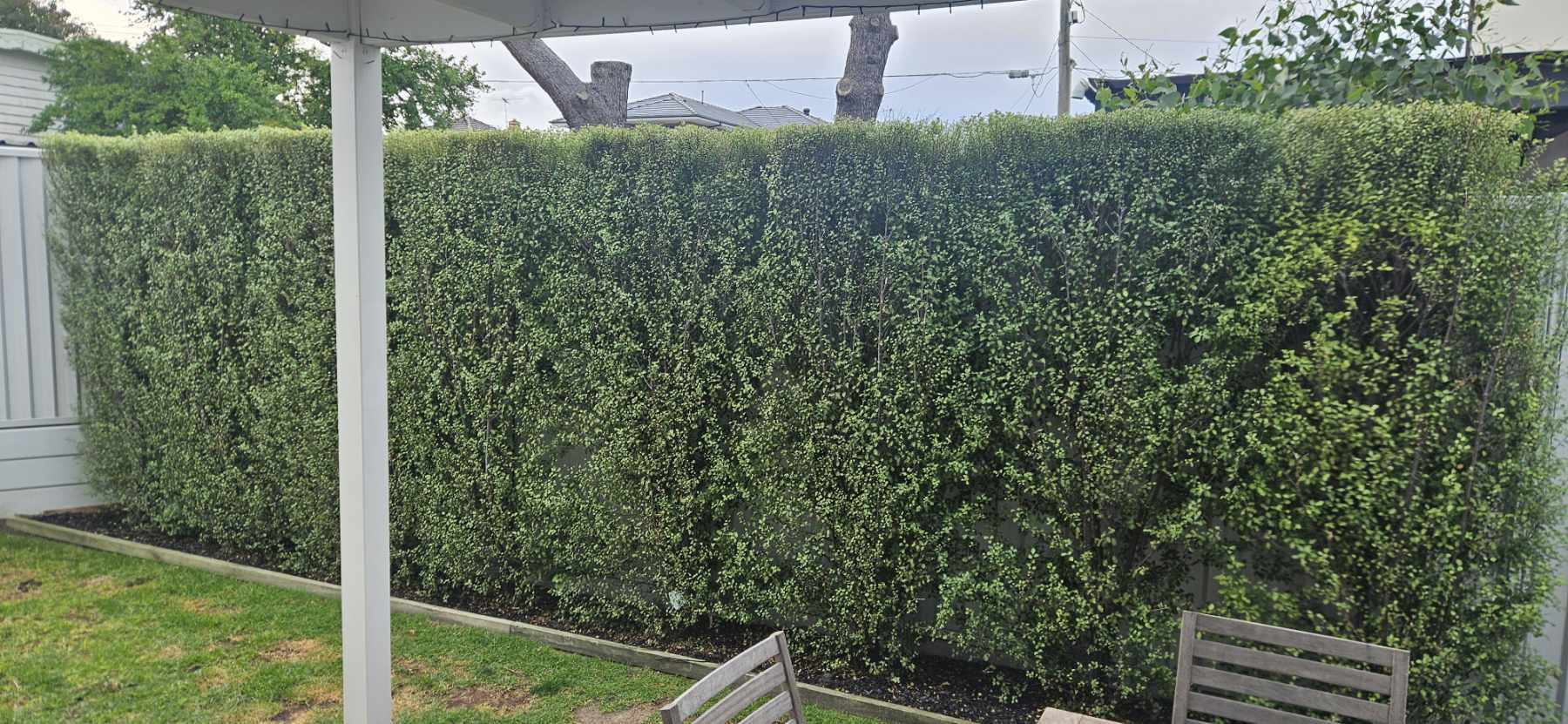 Hedge Trimming, General garden maintenance and landscaping