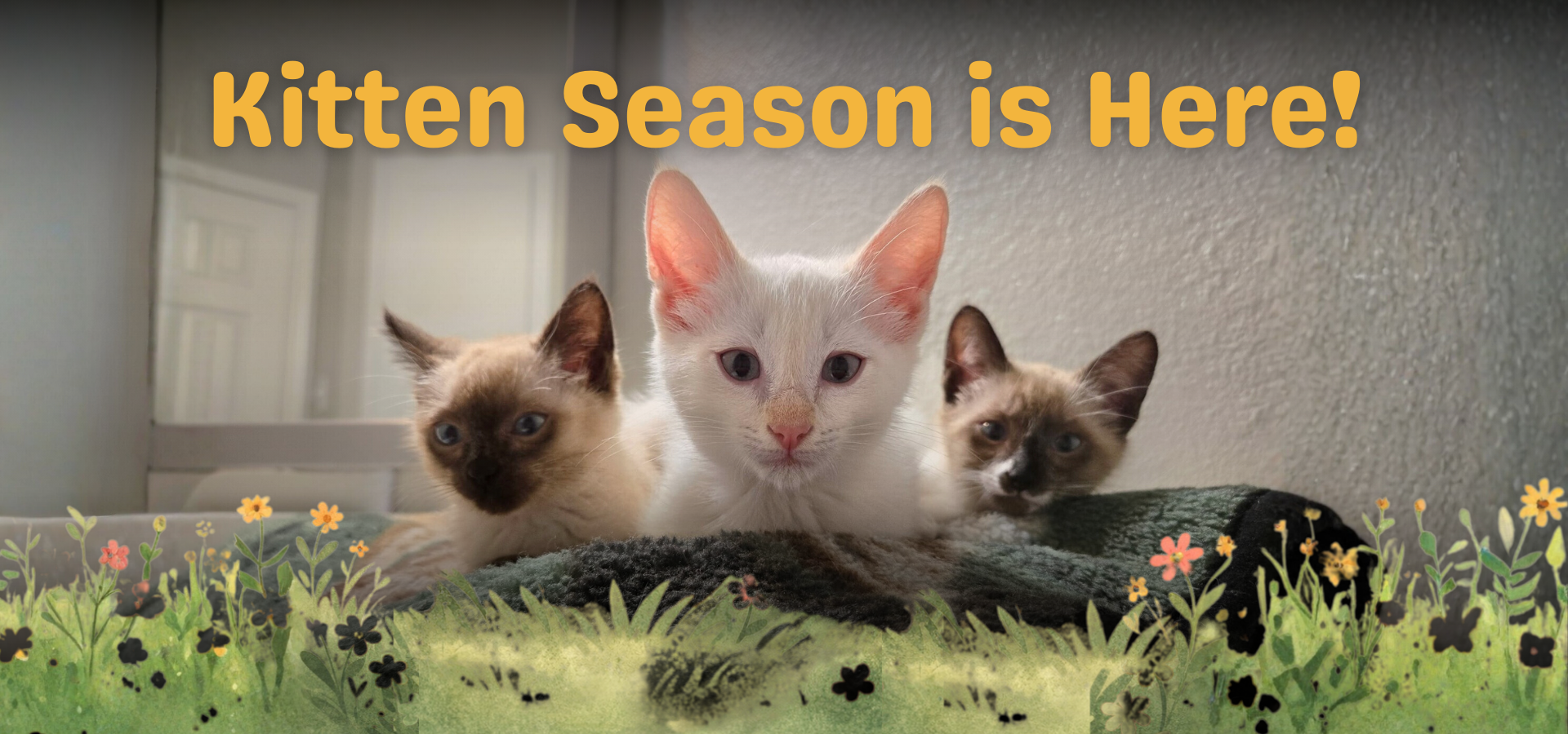 Three adorable kittens sitting together with the text Kitten Season is Here and floral graphics.
