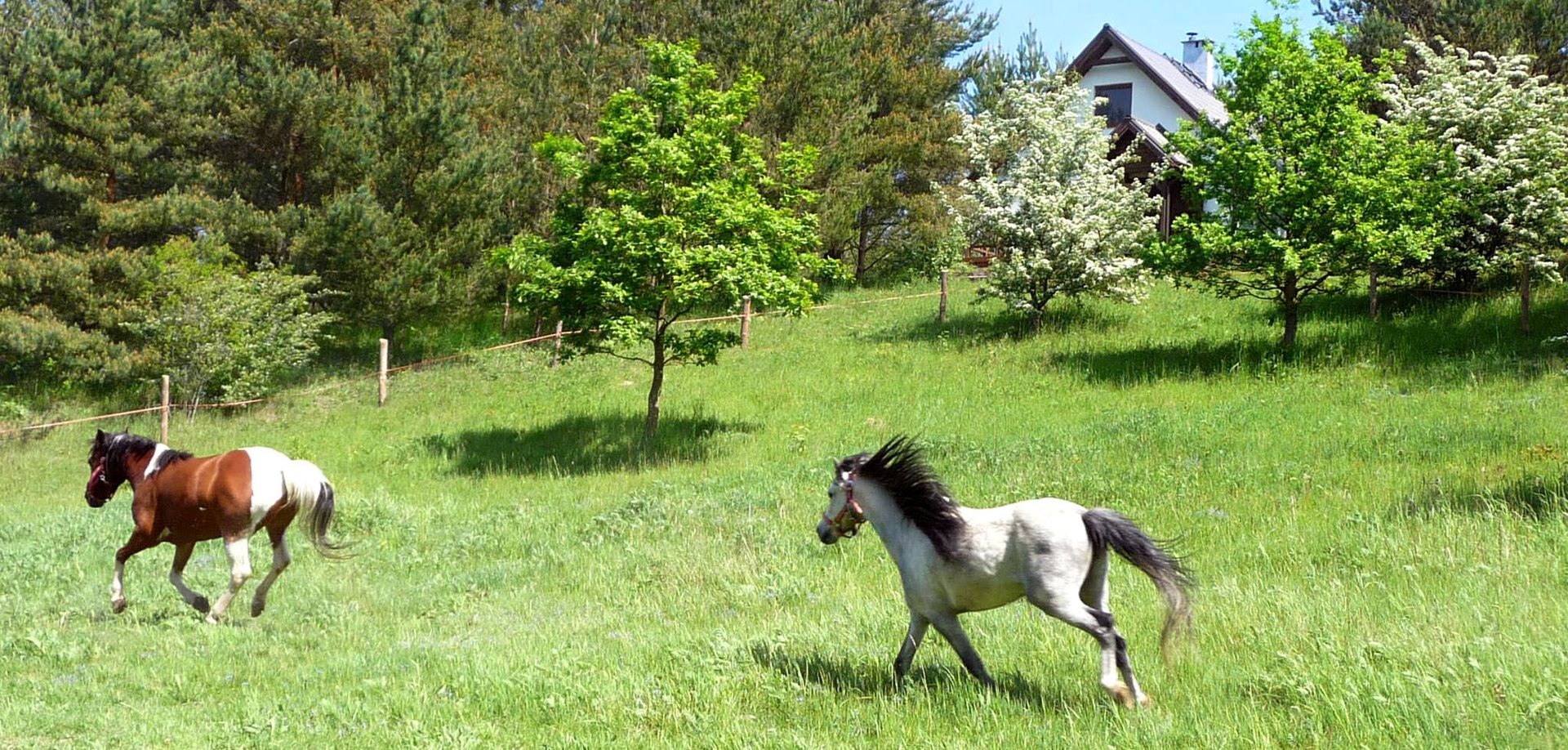 domek w sosnowym lesie, konie