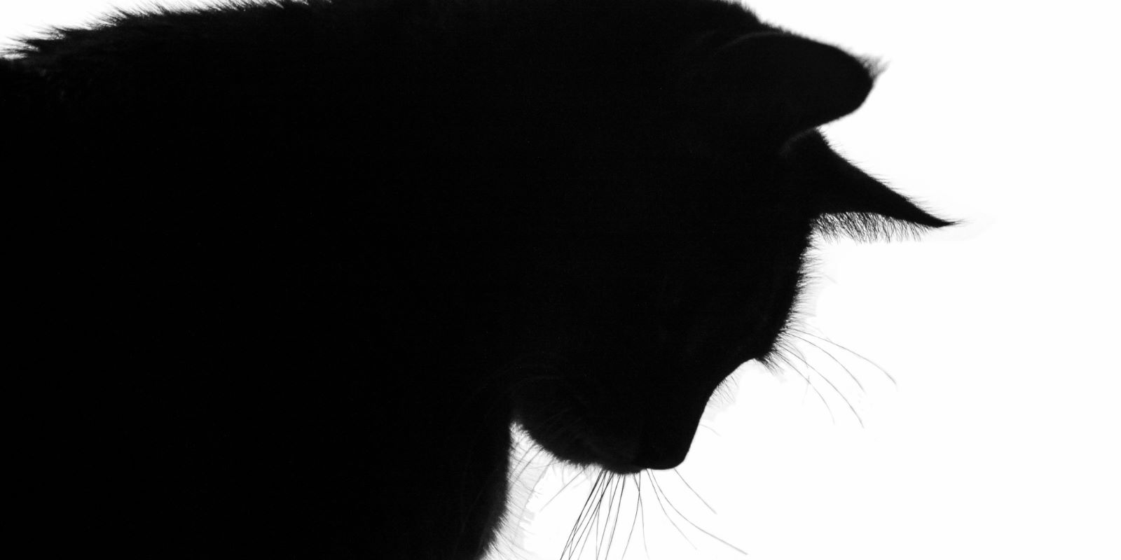 The silhouette of a black cat