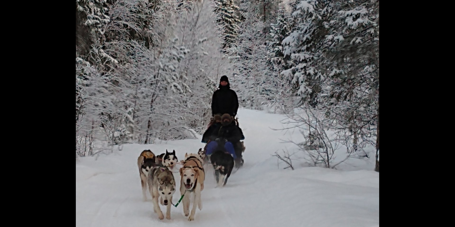 dogsledding
