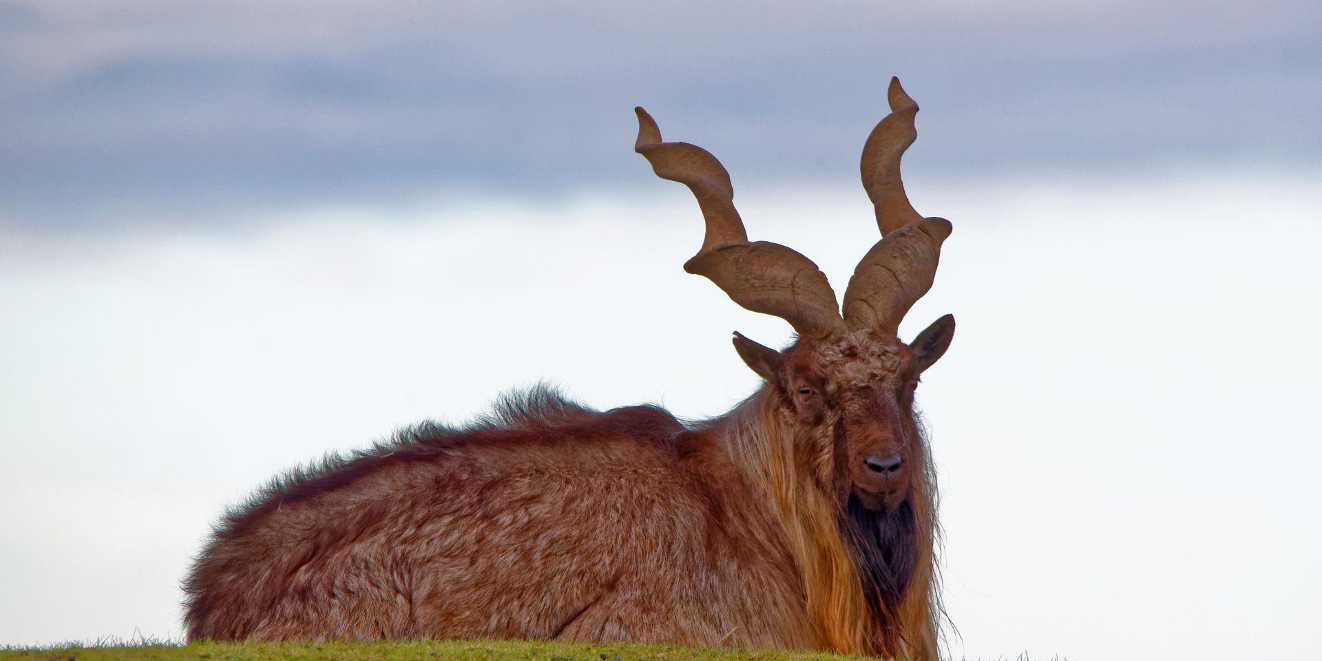 A Markhor wild goat with large spiral horns resting on a grassy hill against a cloudy sky.
