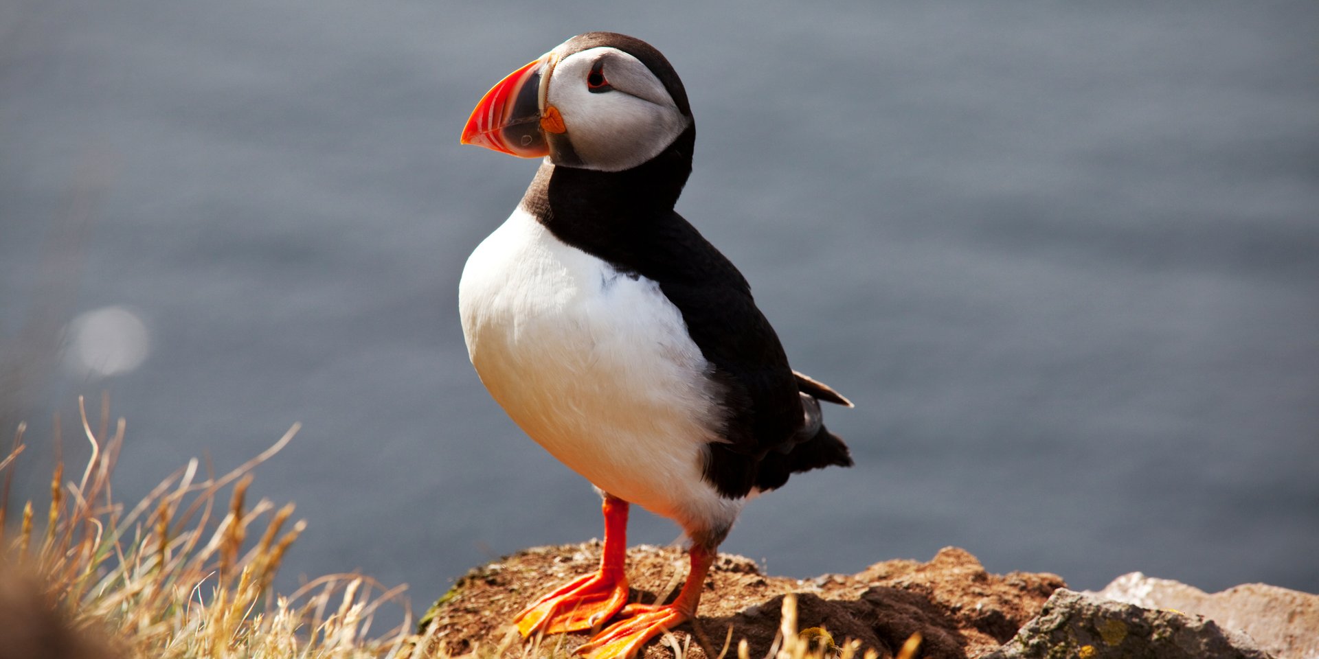 An Atlantic Puffin with a colorful beak standing on a rocky cliff edge overlooking the ocean.