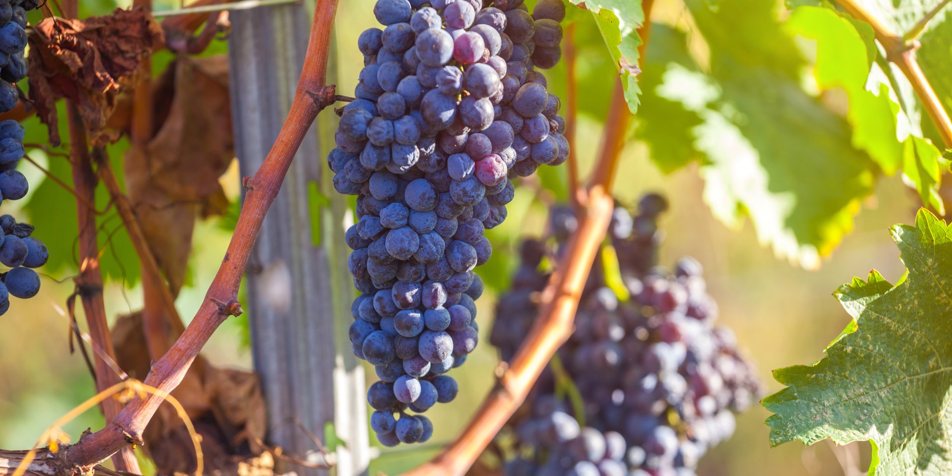 Clusters of ripe purple wine grapes hanging on a grapevine in a sunlit vineyard during harvest.