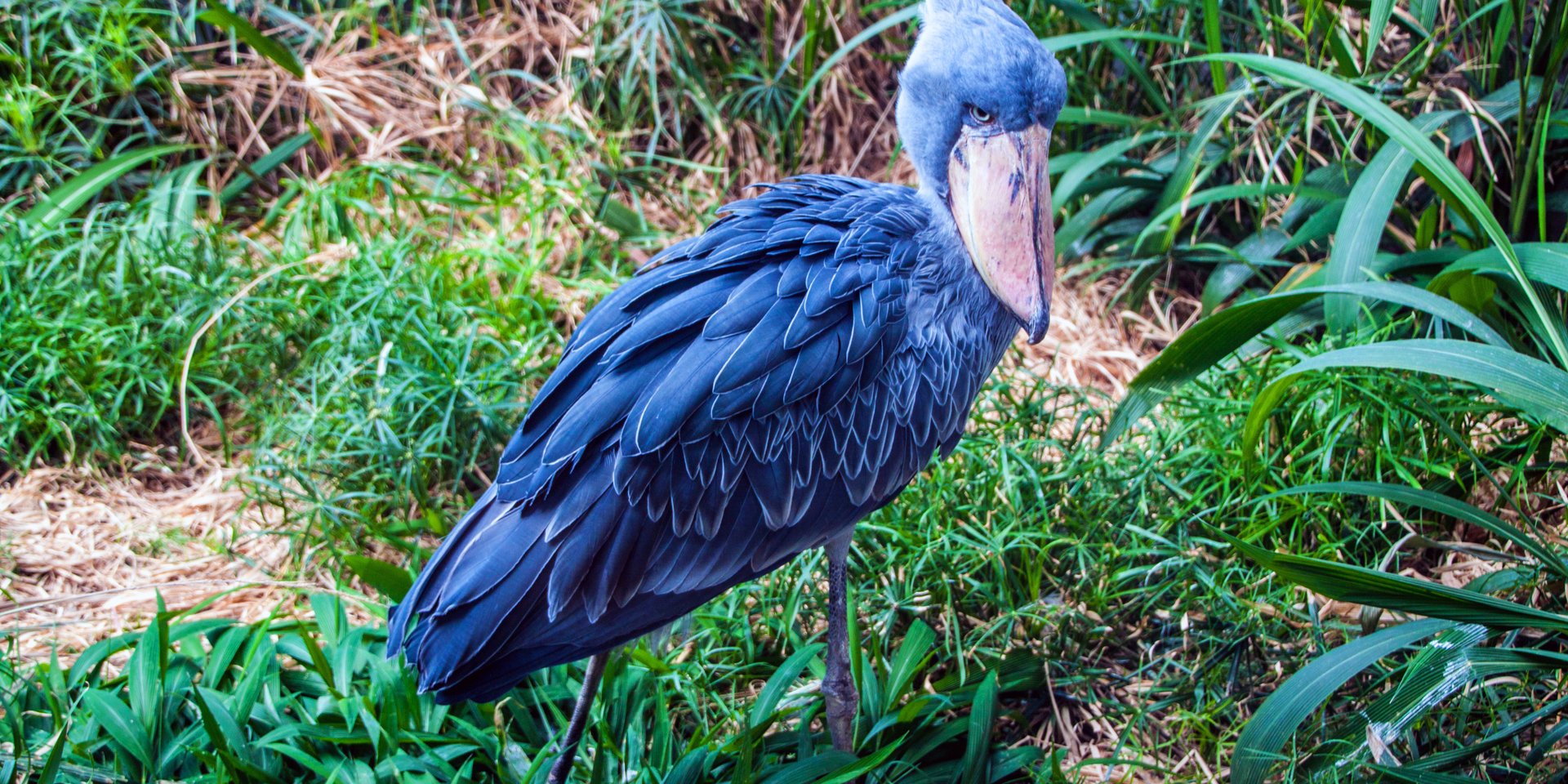 A grey Shoebill stork with its unique whale-headed beak standing in green marsh grass.
