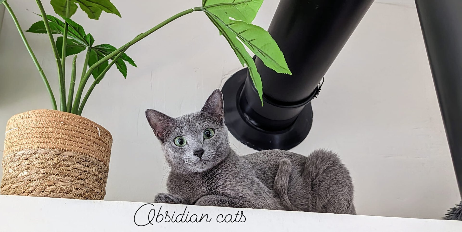 chats bleu russe obsidian cats