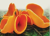 Champignon - Ascomycète